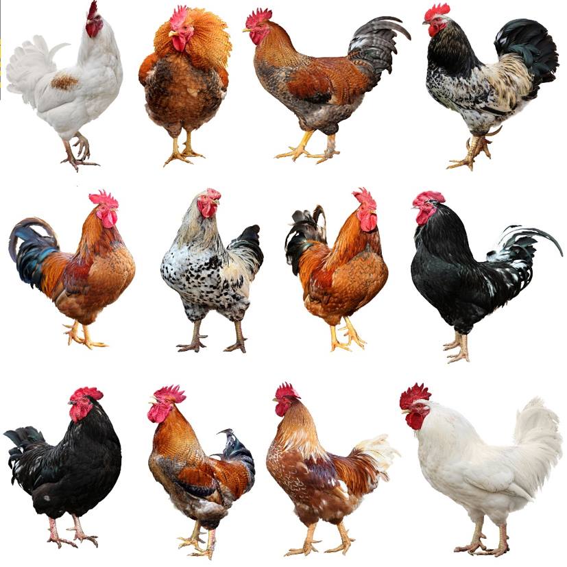 US Poultry - [닭 품종, 얼마나 많을까?] 닭의 종류에 대해 얼마나 알고 있니? 닭의 품종은...