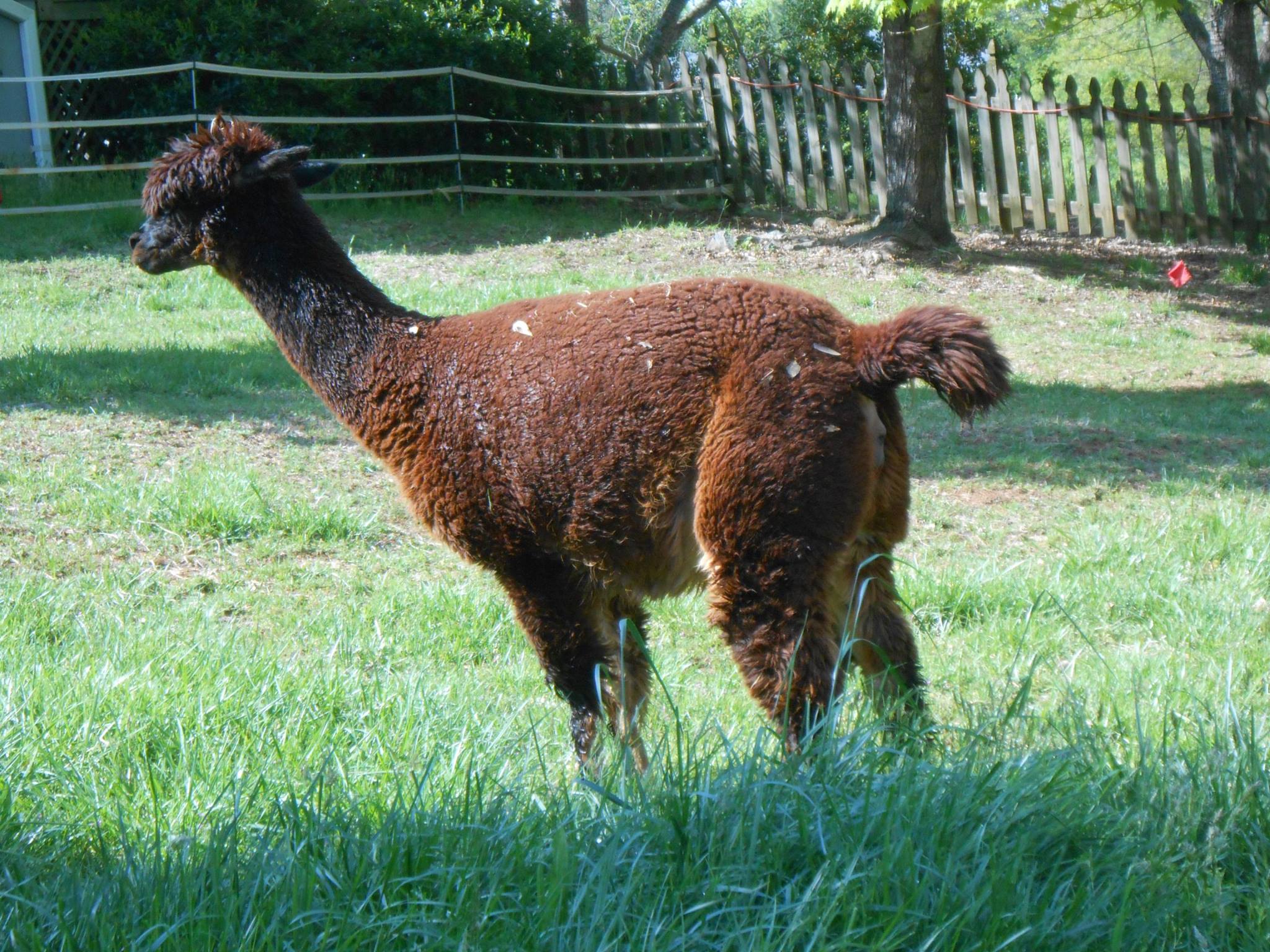 OnAgain - It's time to get your gardens ready. Let my herd of alpacas ...