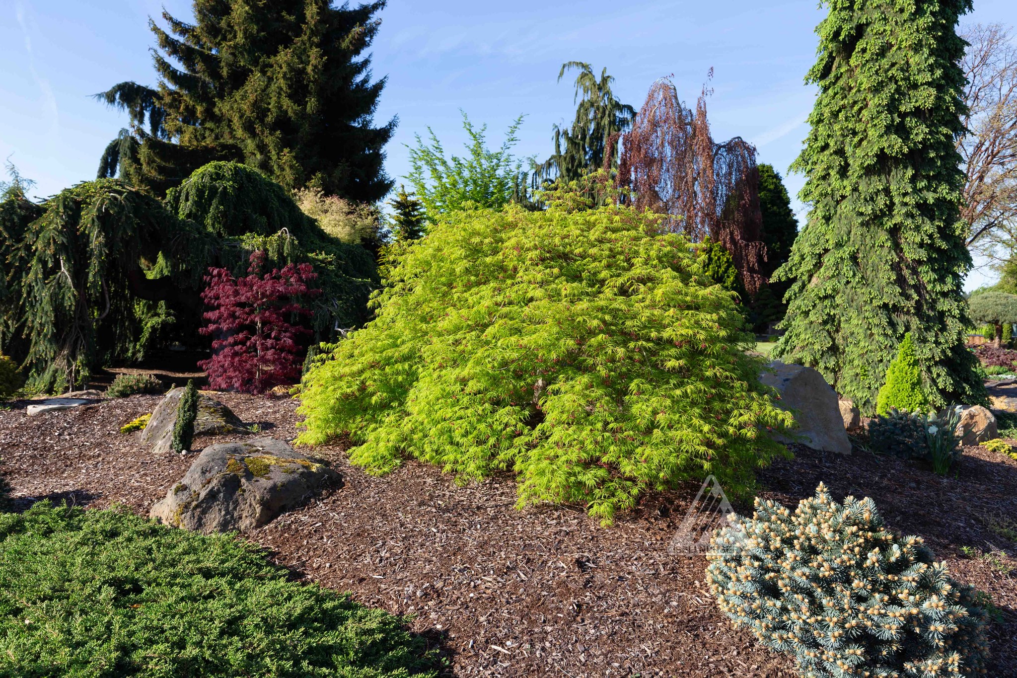Acer x pseudosieboldianum 'Wabi Sabi' maple tree