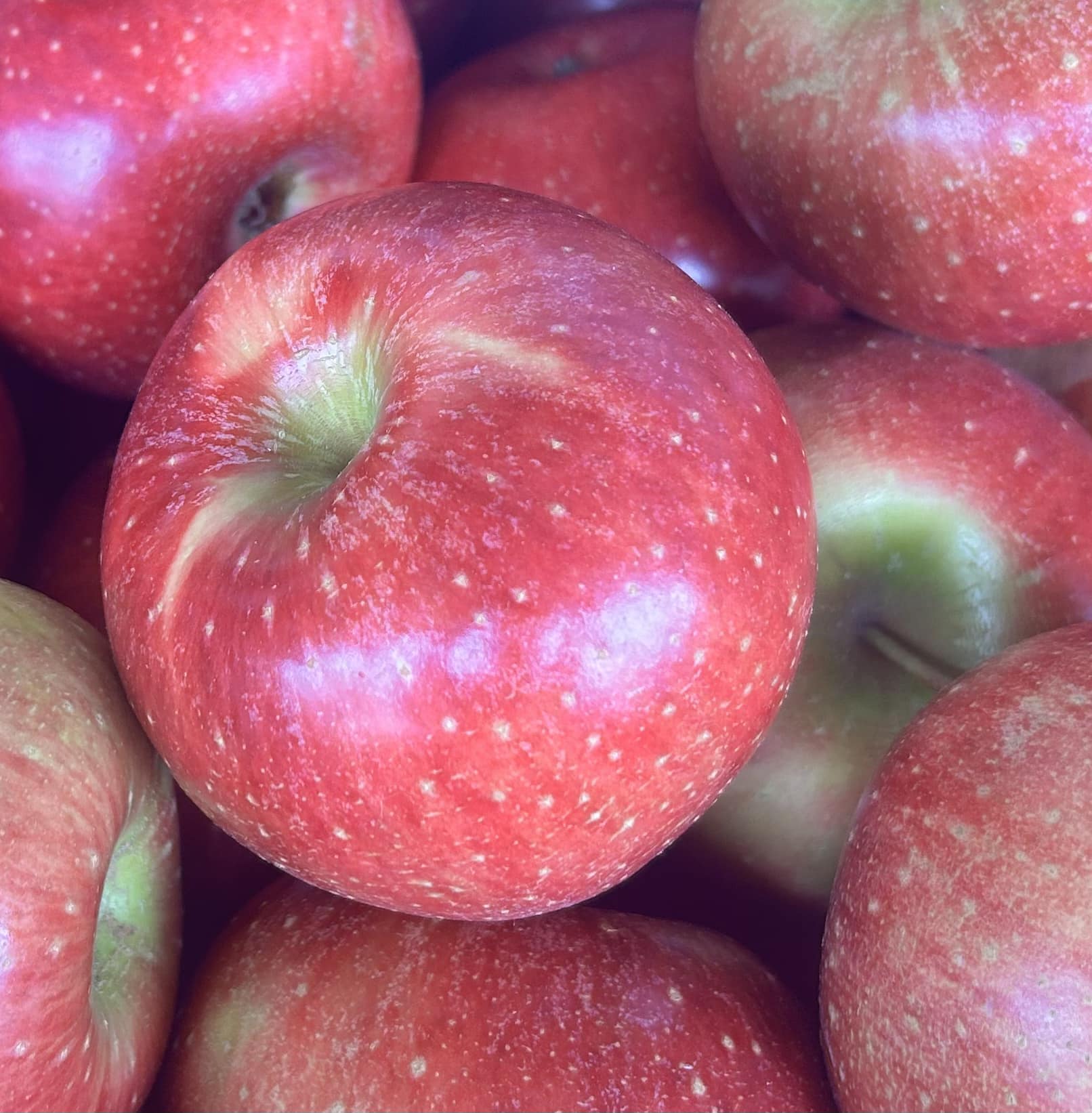 Poor - Earlier today I called this a heritage apple. I meant to say ...