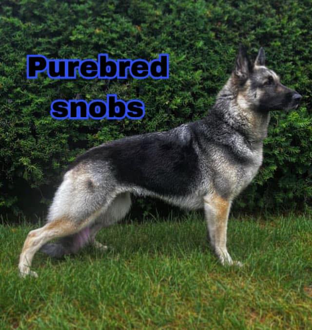 Purebred snobs | Hey I'm bored, comment a picture of your dog and one ...