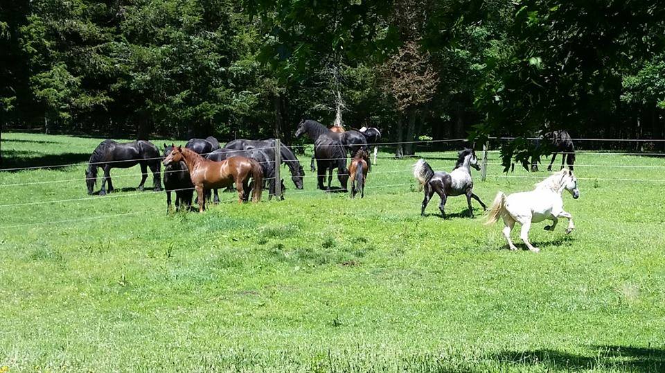 Star Cross Stables, LLC Friesians, Sport Ponies, Boer Goats | Freehold NJ