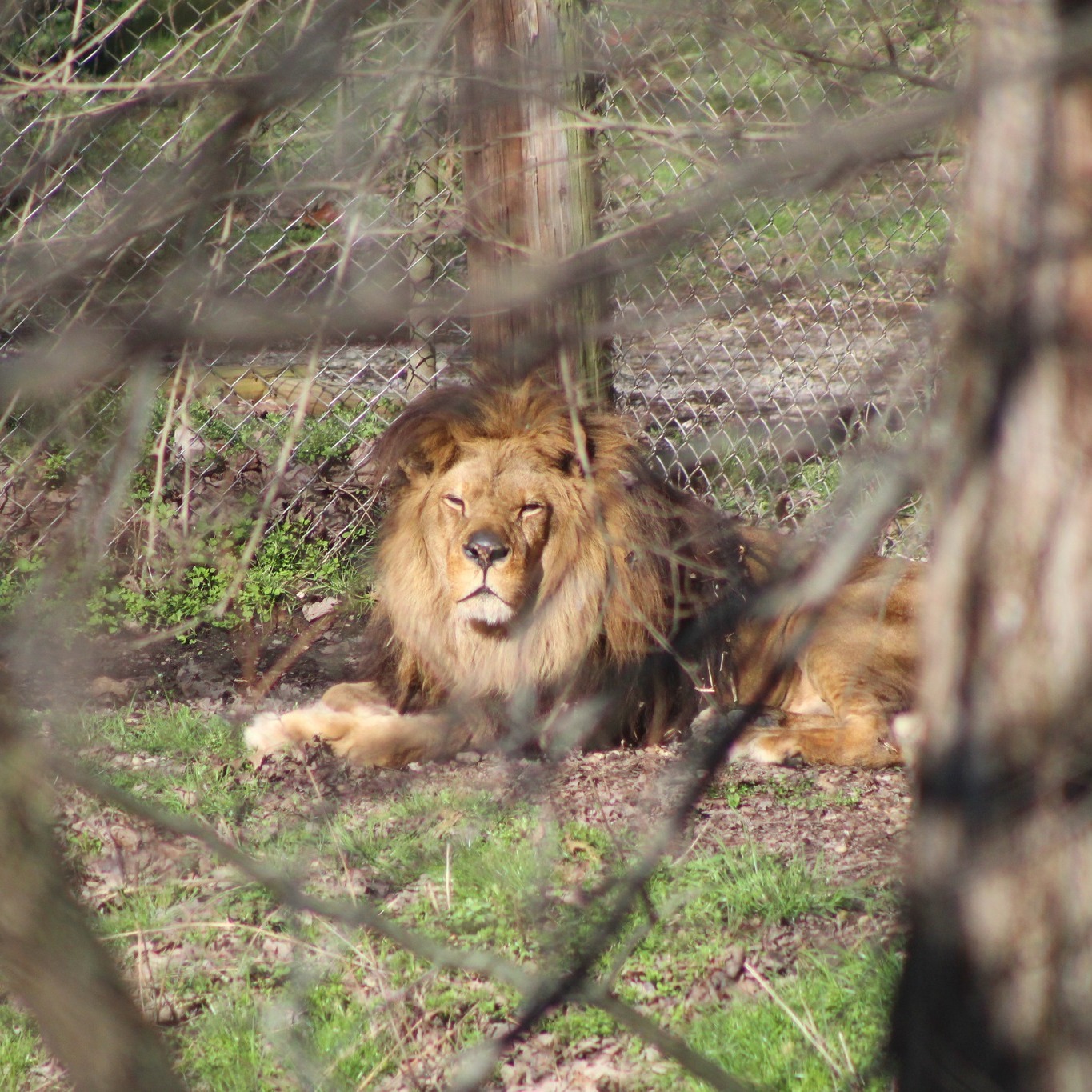 Exotic Feline Rescue Center | Center Point IN
