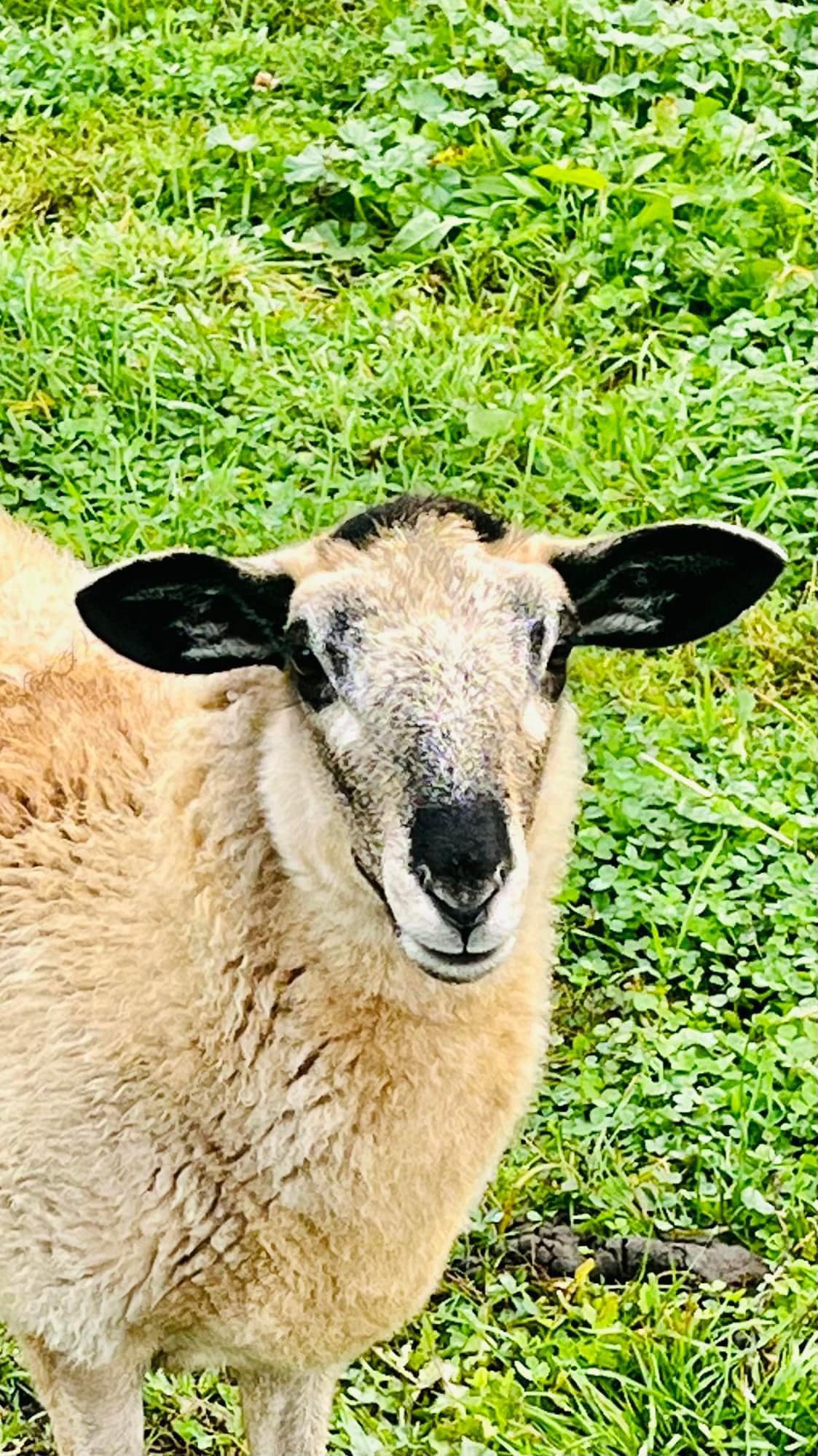 Foxtale Horse Farm in the Fingerlakes | Horseheads NY
