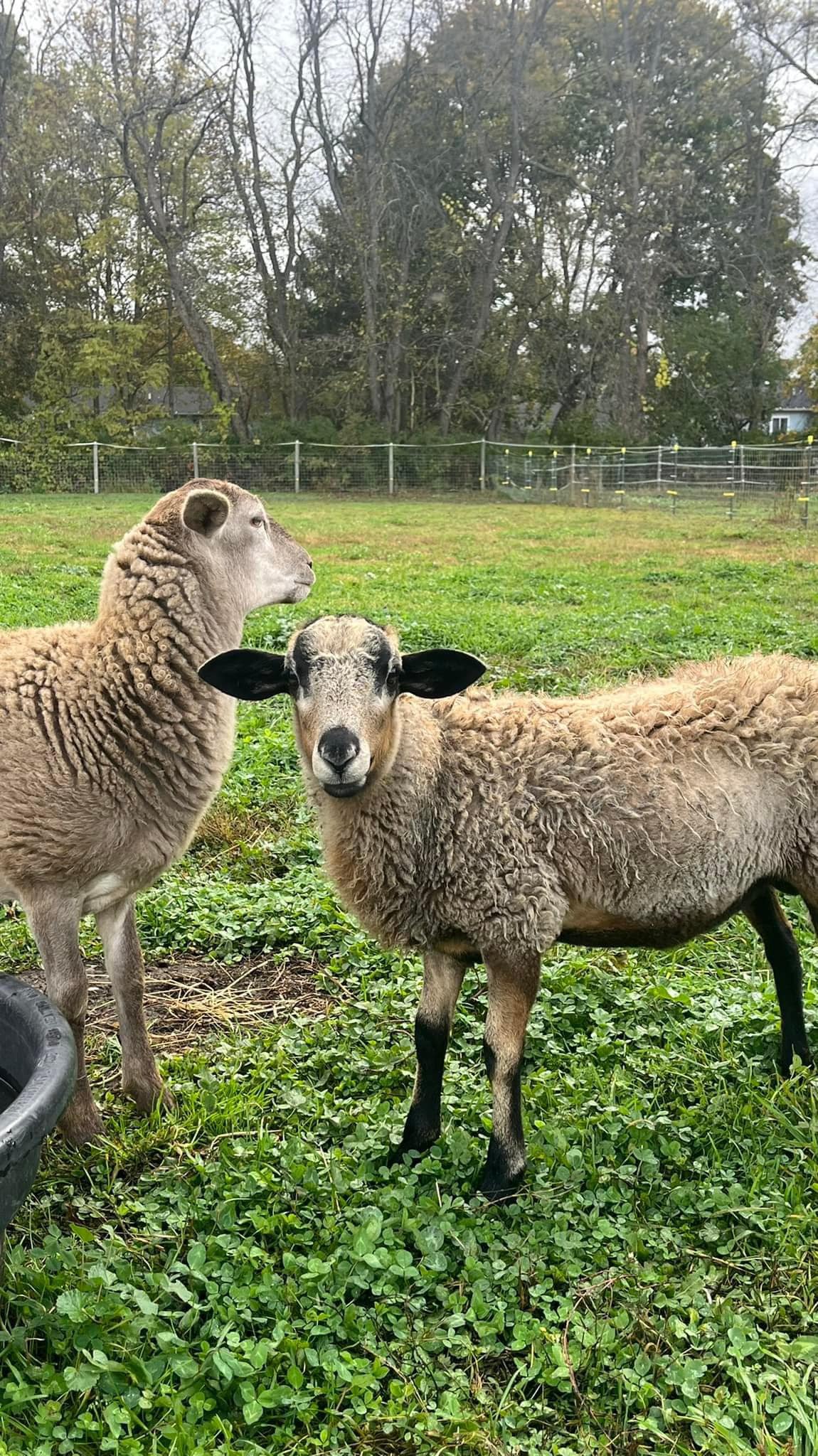 Foxtale Horse Farm in the Fingerlakes | Horseheads NY