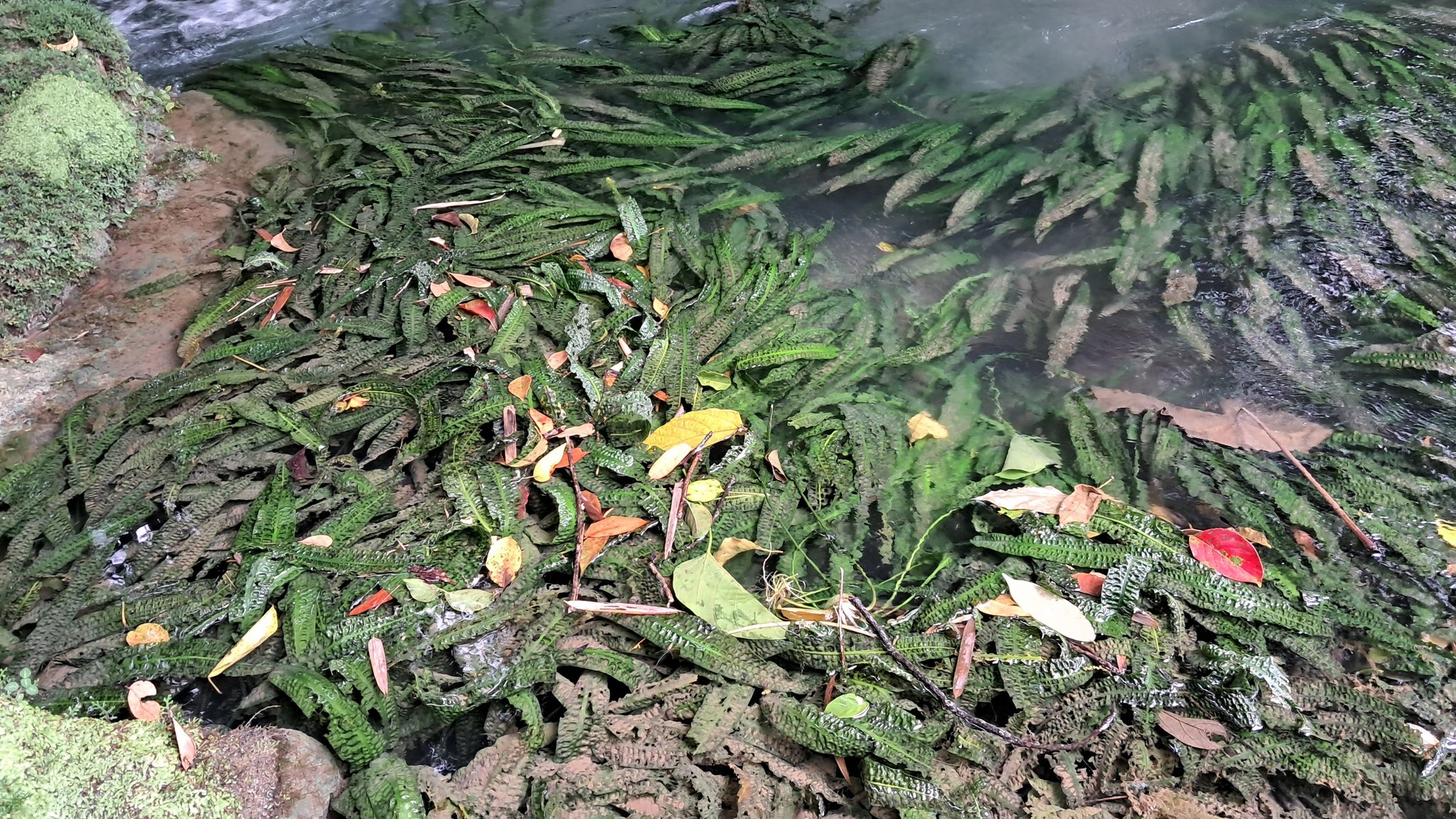DID YOU KNOW? That the largest Cryptocoryne species are endemic in
