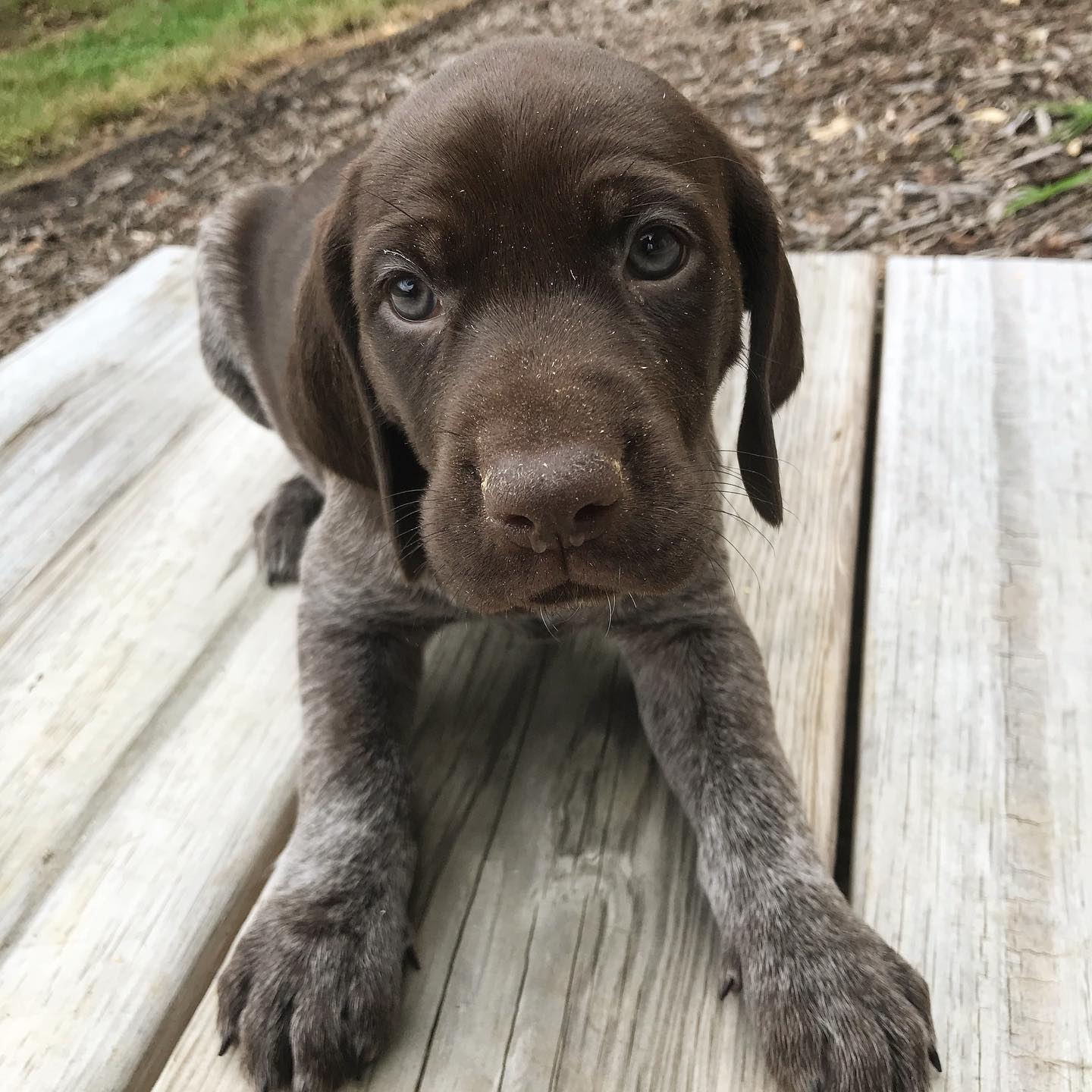 A little bit of... - Yadkin River Pointers and Retrievers | Facebook