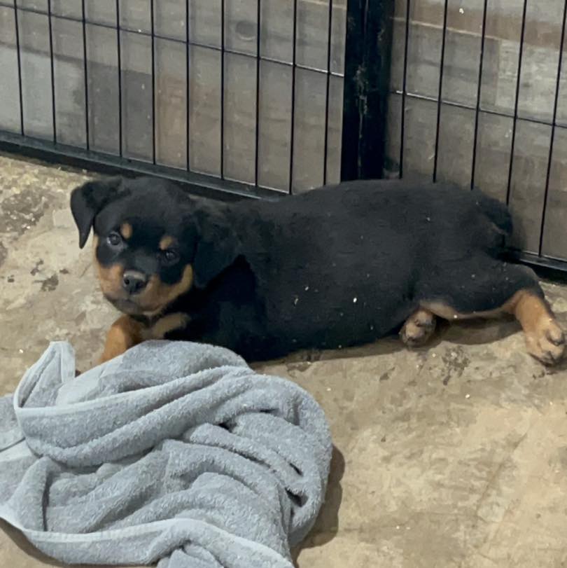 HB Rottweilers | Desert Hills AZ