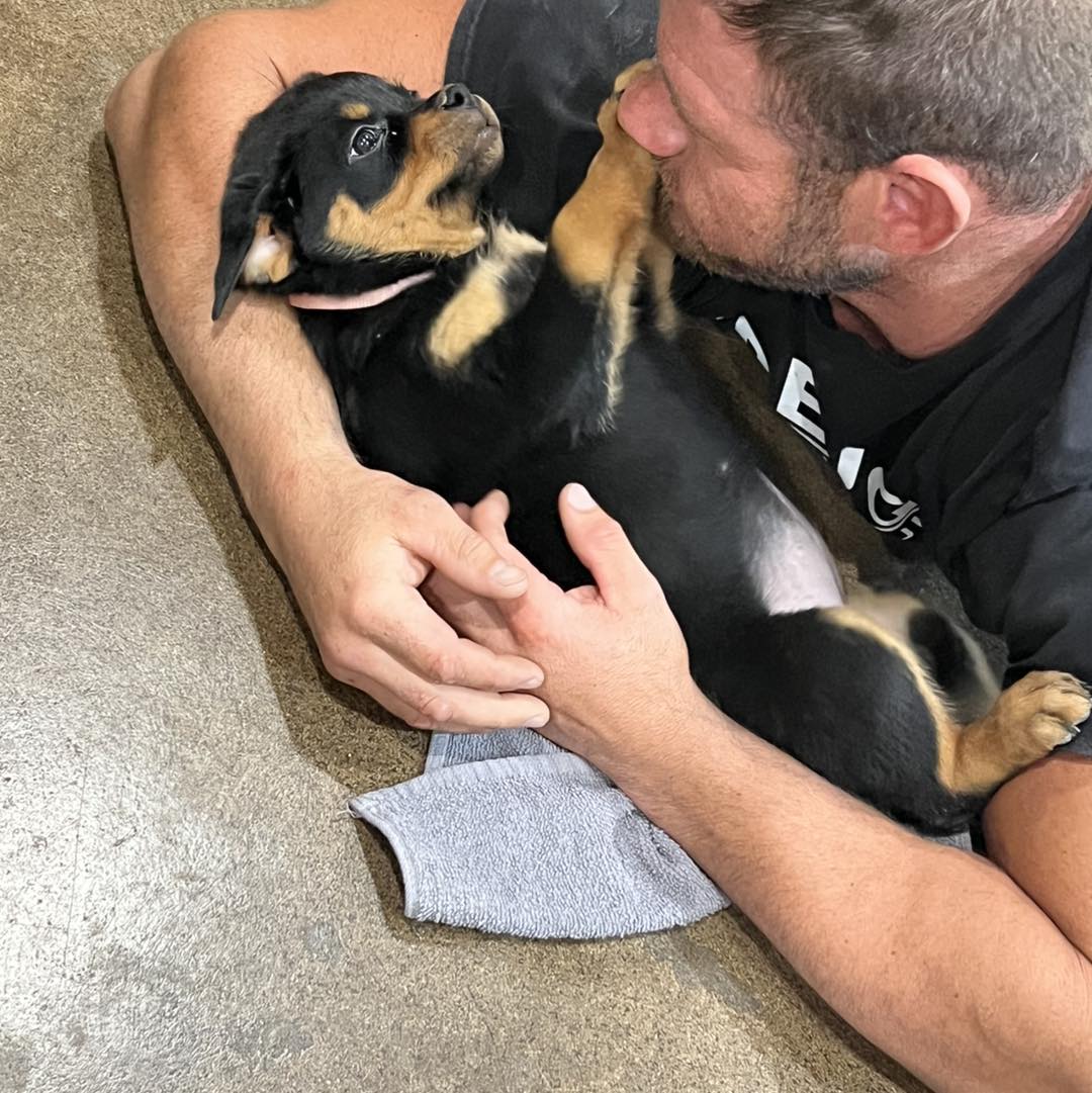 HB Rottweilers | Desert Hills AZ