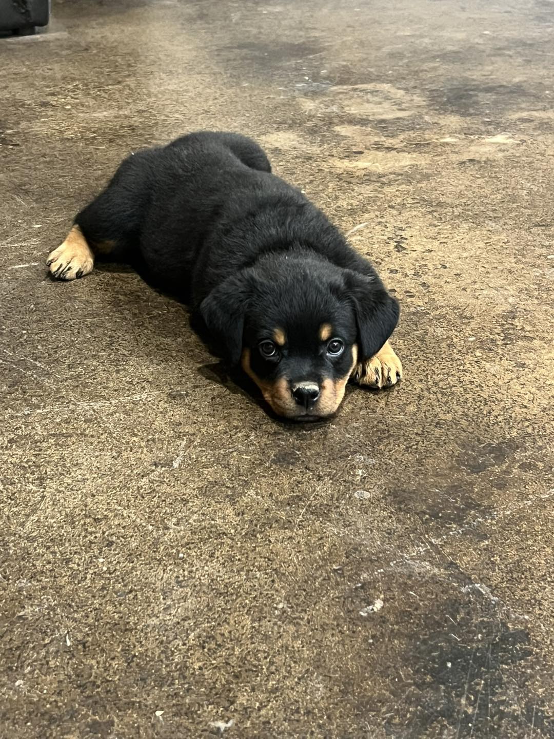 HB Rottweilers | Desert Hills AZ