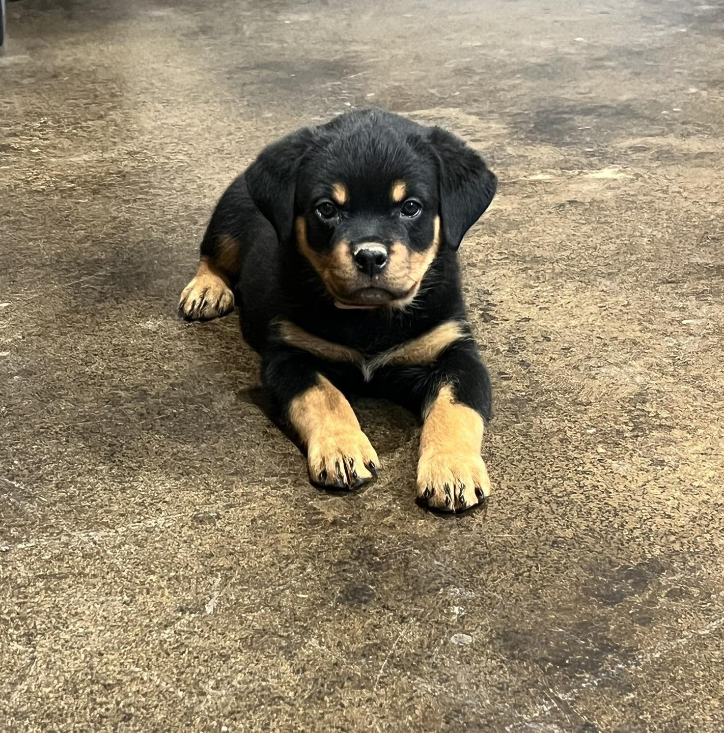 HB Rottweilers | Desert Hills AZ