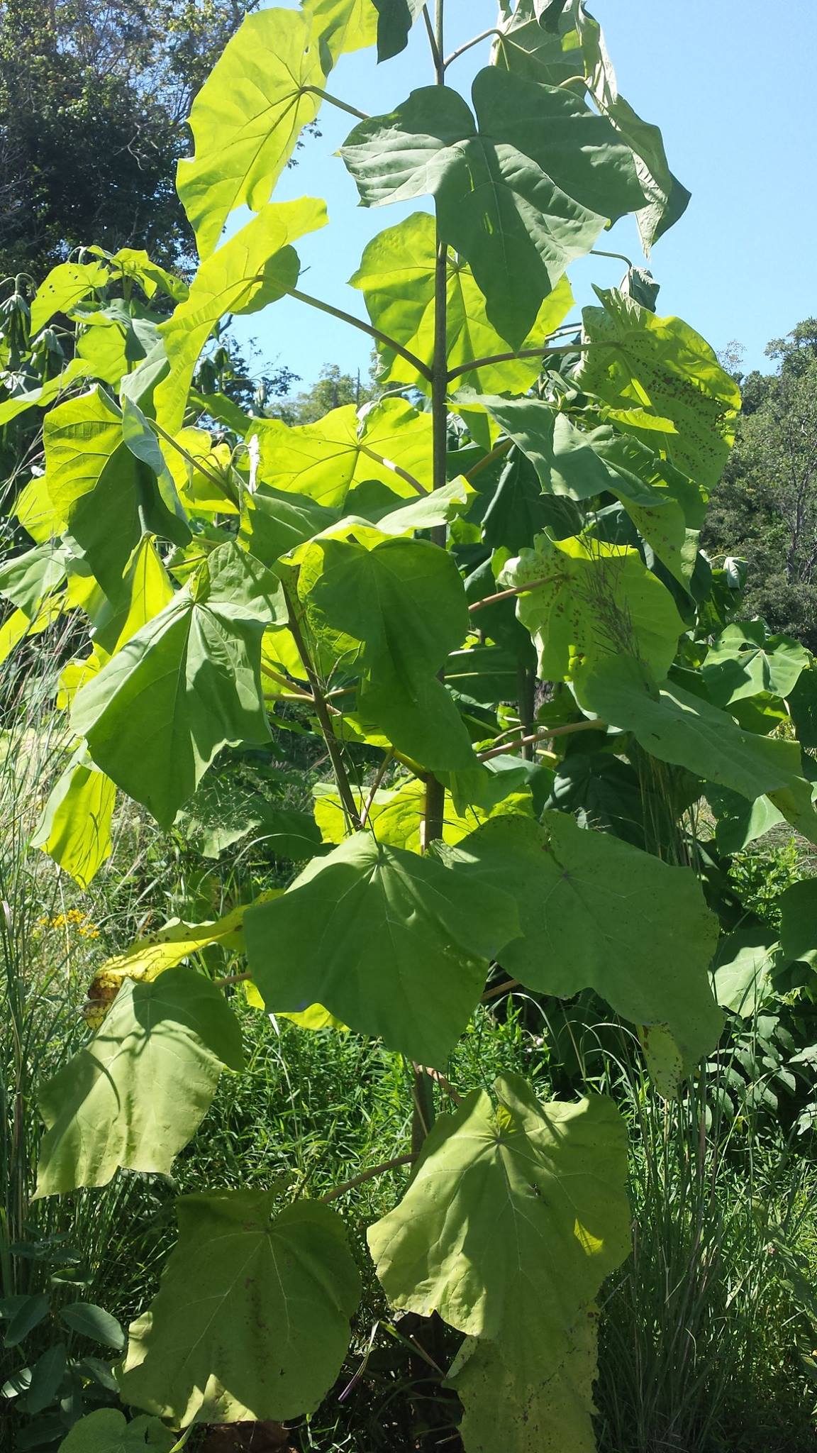 One of the many escaped exotic plants that has become invasive in our ...