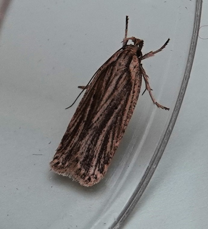 Kelling - 📸 Spotted on Park by moth expert Peter Walton: 