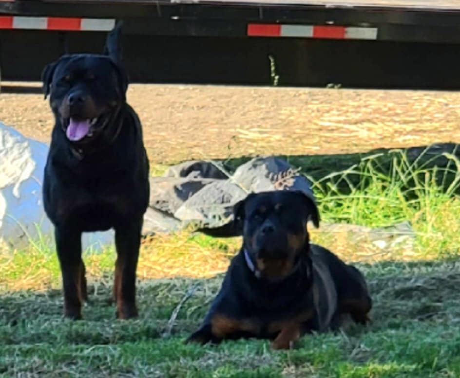 Rusk Rottweiler's Volkoff & Helga... - C&C Royal Rottweilers | Facebook