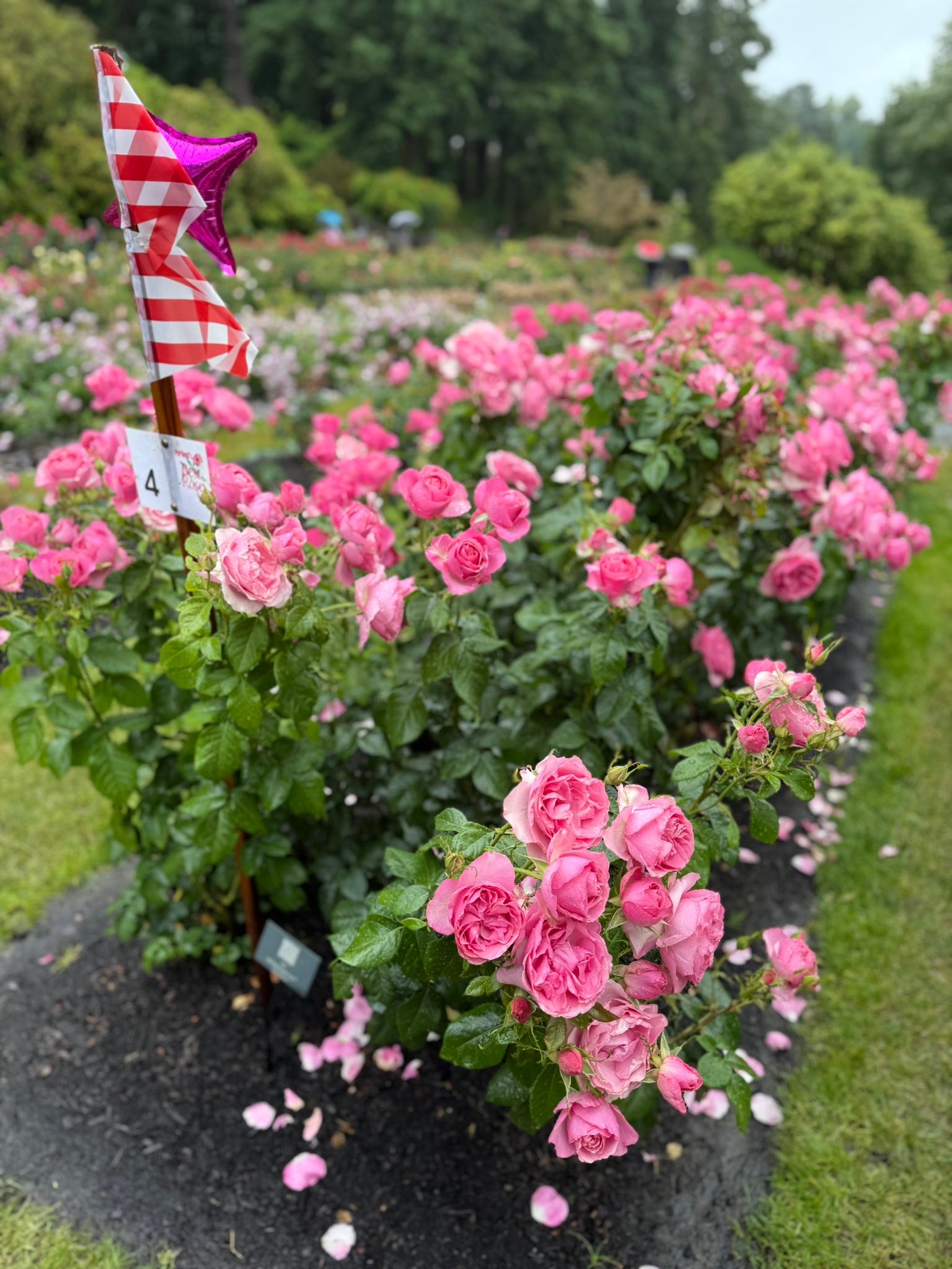 Portland Rose Society added a new... - Portland Rose Society