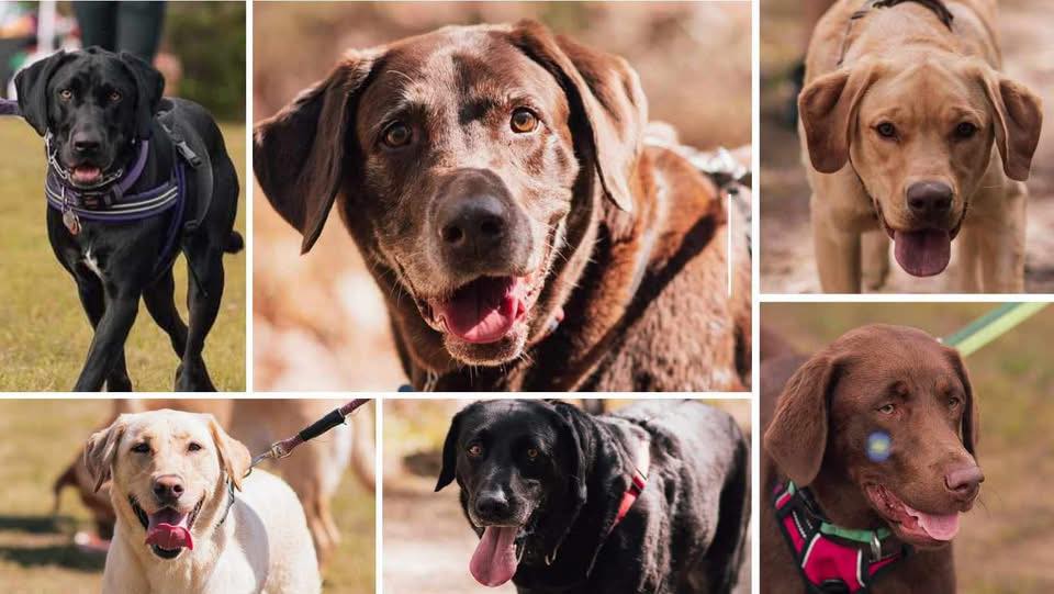 Lab Rescue of Greater Richmond | Midlothian VA