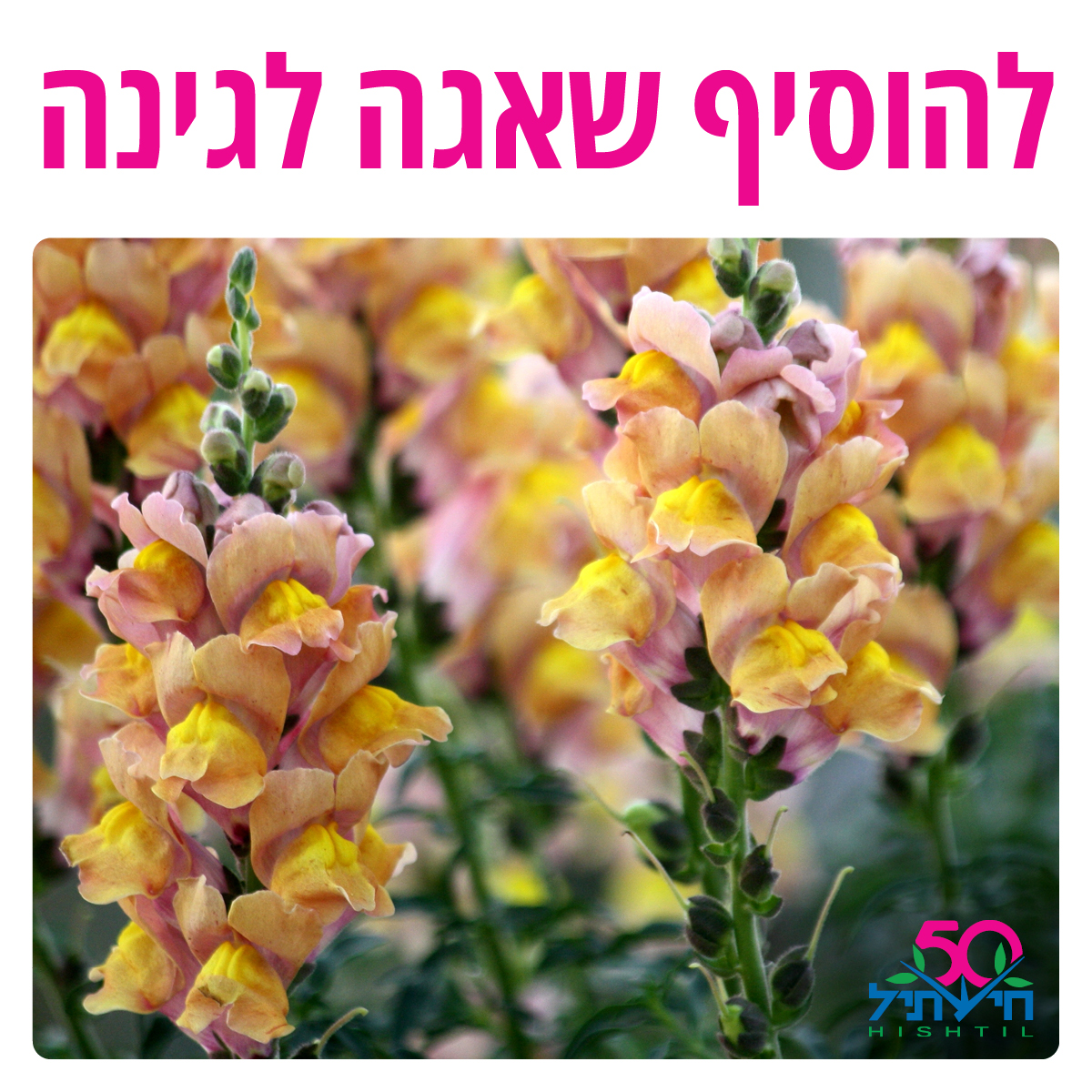 Hishtil - להוסיף שאגה לגינה! 🦁🌸 בדומה לאריה, מלך החיות, פרח לוע הארי ...
