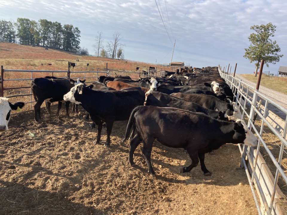 S&L Ranch | Cave City AR