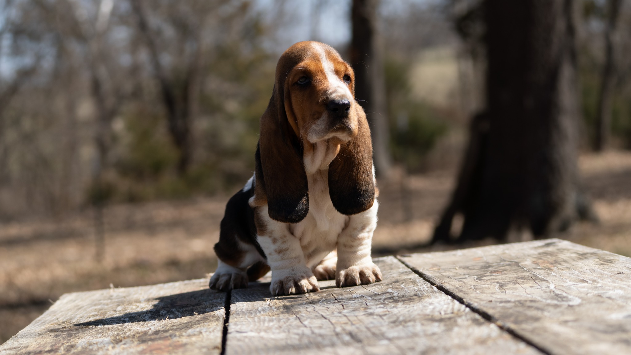 Bar H Farms Basset Hounds... - Bar H Farms Basset Hounds