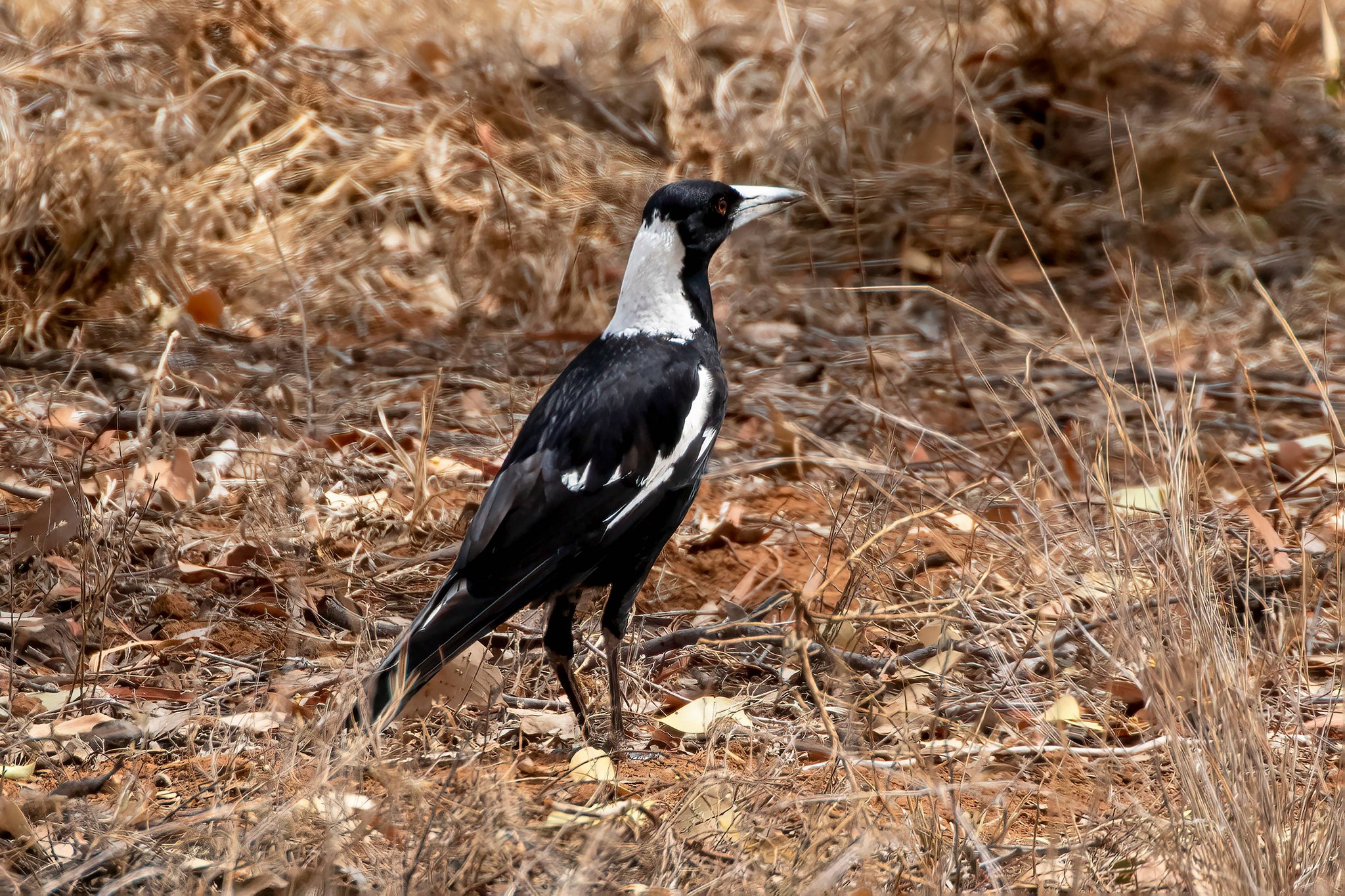Birds - Australian Magpie (Gymnorhina tibicen) One of our most iconic ...
