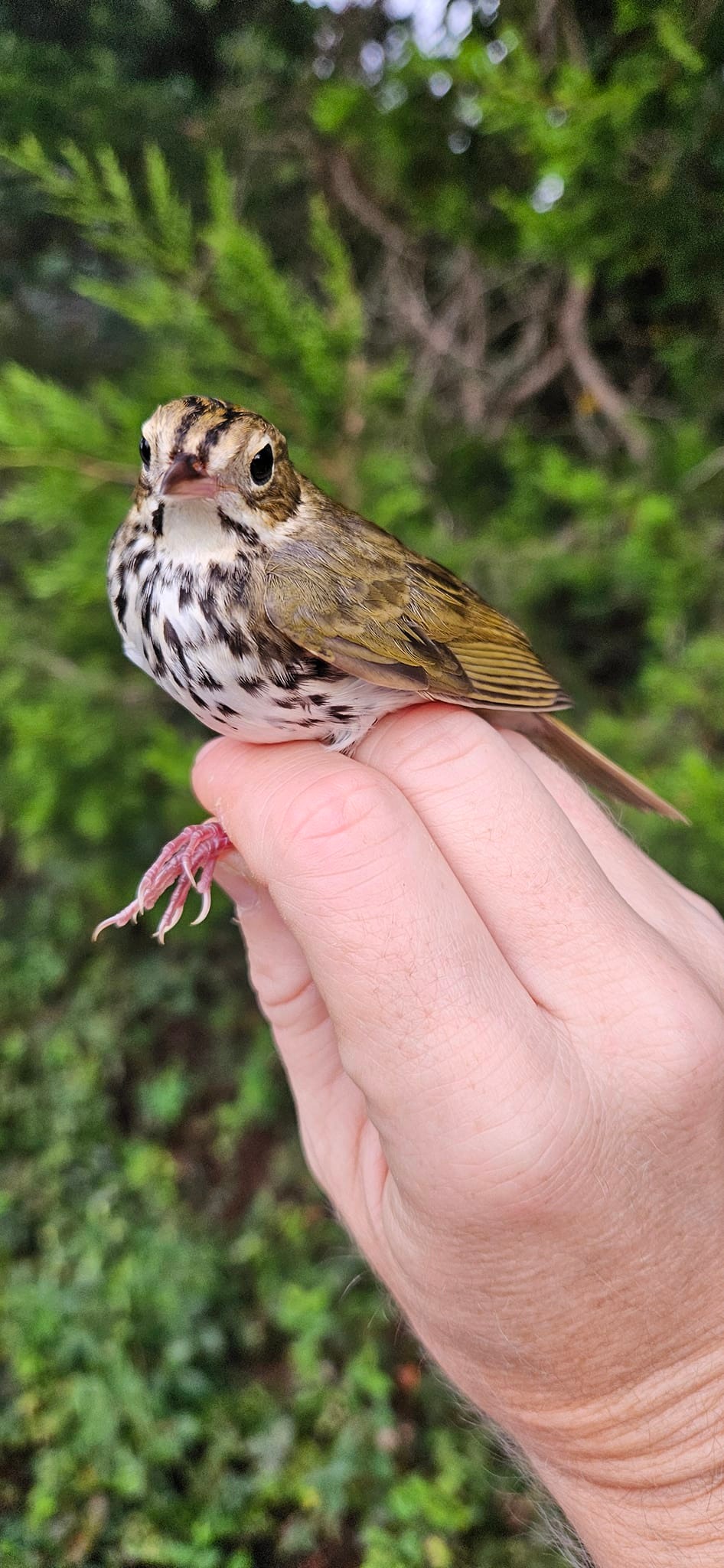 Sullivan's Island Bird Banding Station