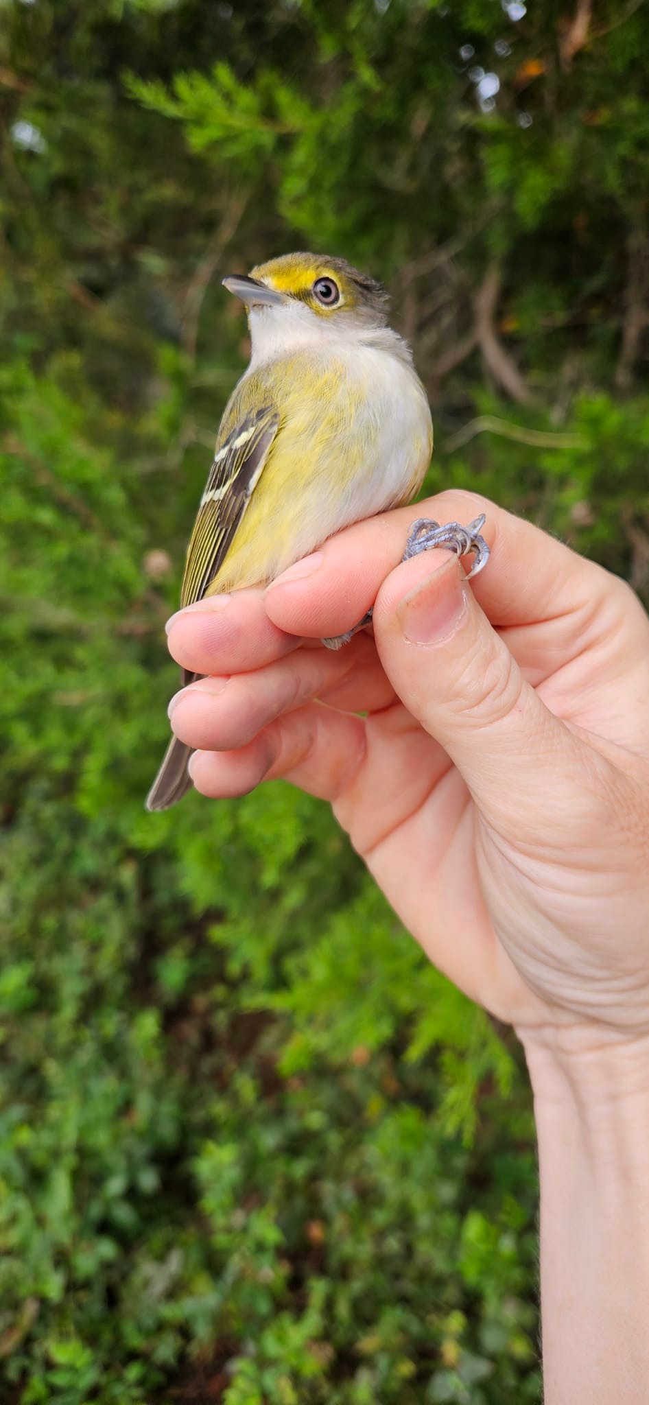 Sullivan's Island Bird Banding Station