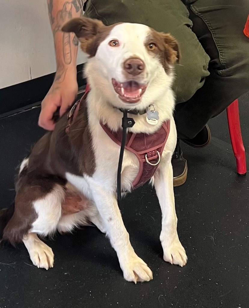 Foothill - Rembrandt (aka Milo) Neutered male Border collie 35-40 lbs ...