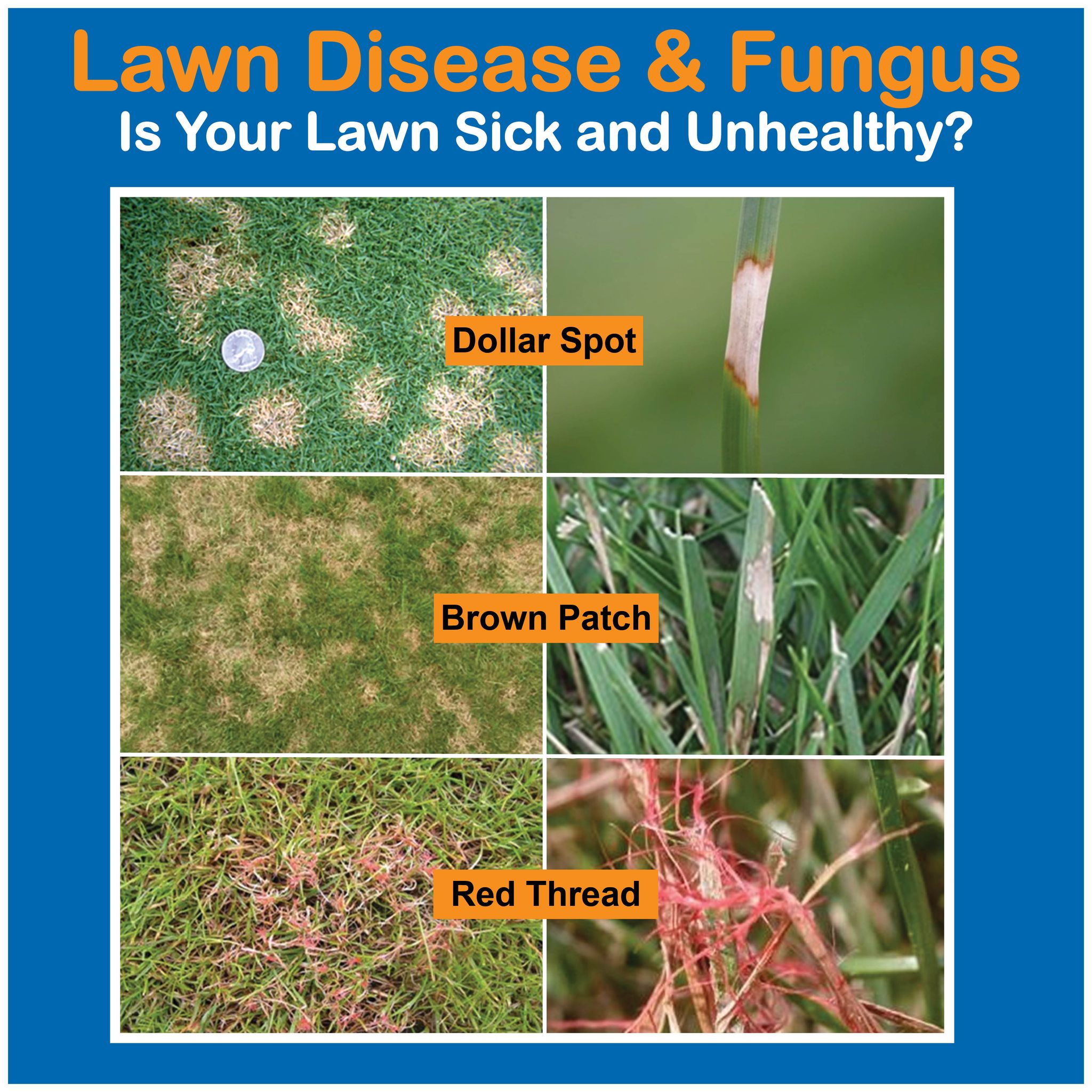 what could cause a brown spot on a lawn near pittsburgh and how to 