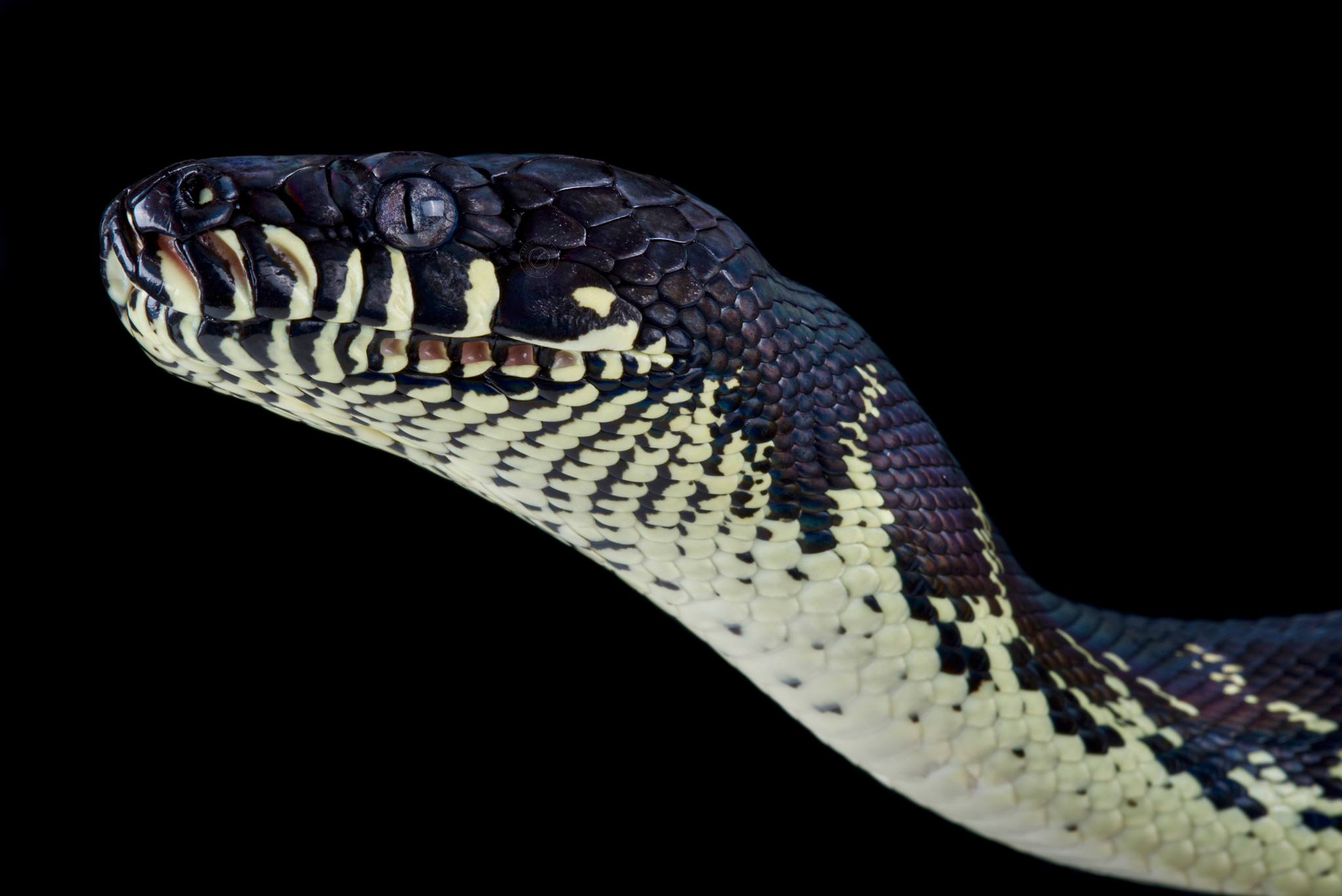 Reptiles4all - Boelen's python, also known as the Black... | Facebook