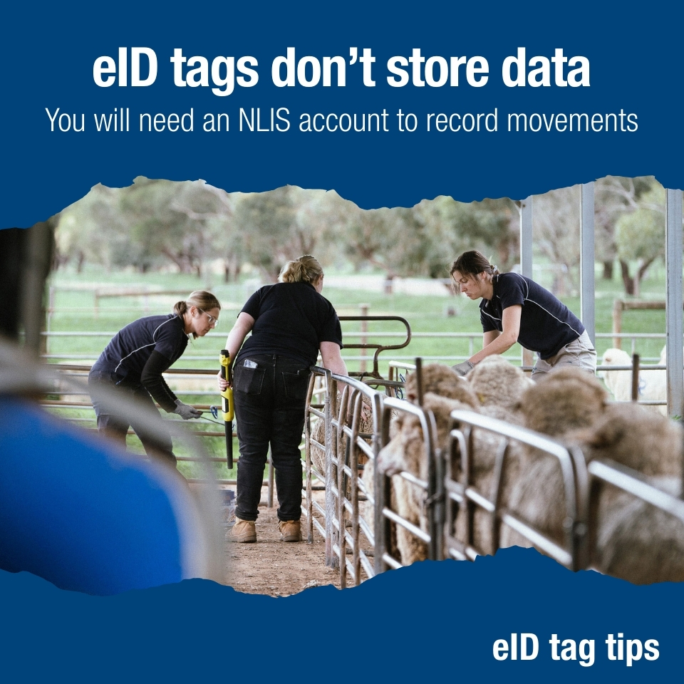 Naracoorte - - Sheep and goat electronic identification (eID) tags don ...