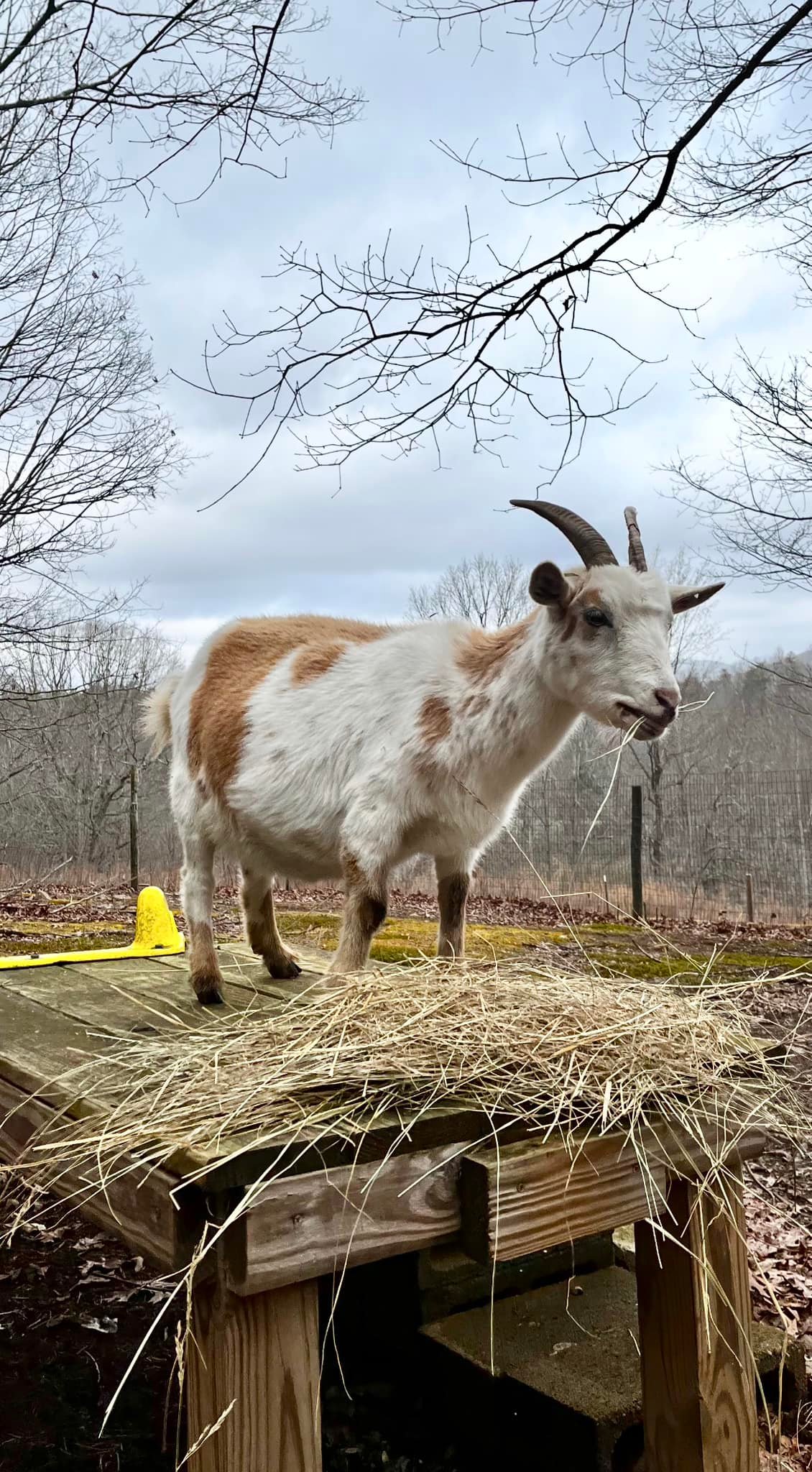 Jacob’s Light Ranch | Dahlonega GA