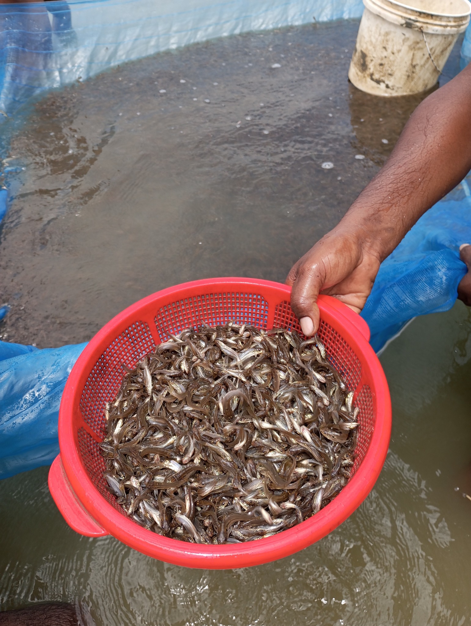 ময়মনসিংহ মৎস্য হ্যাচারী