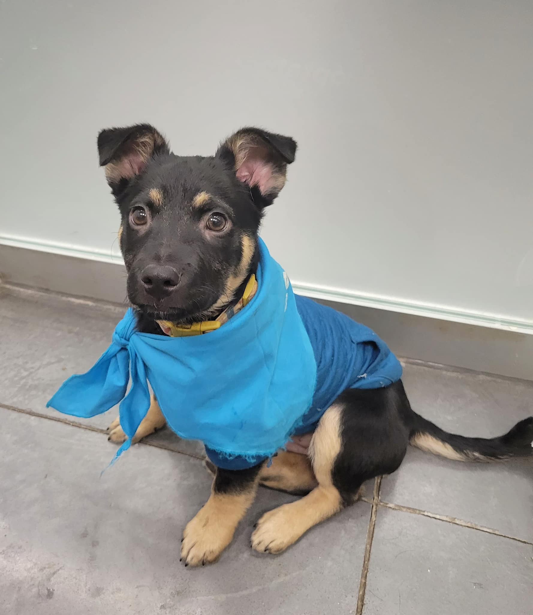 4 Patas - Aquí te tenemos a este hermoso cachorrito es de Raza criolla ...