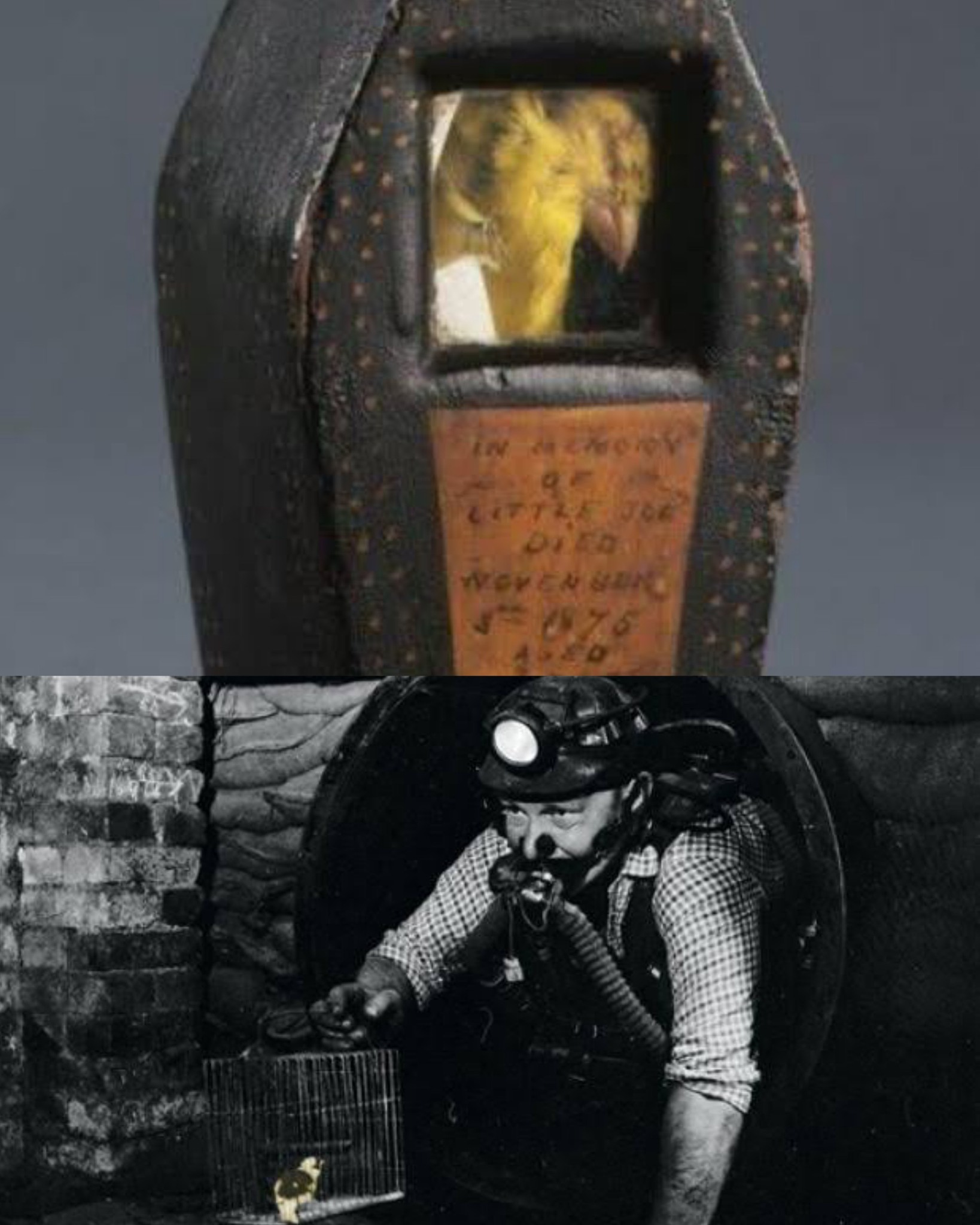 A coal miner's canary, the inscription reads: 