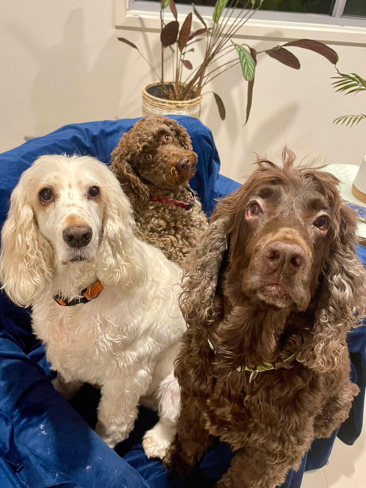 Cocker Spaniel Rescue QLD inc