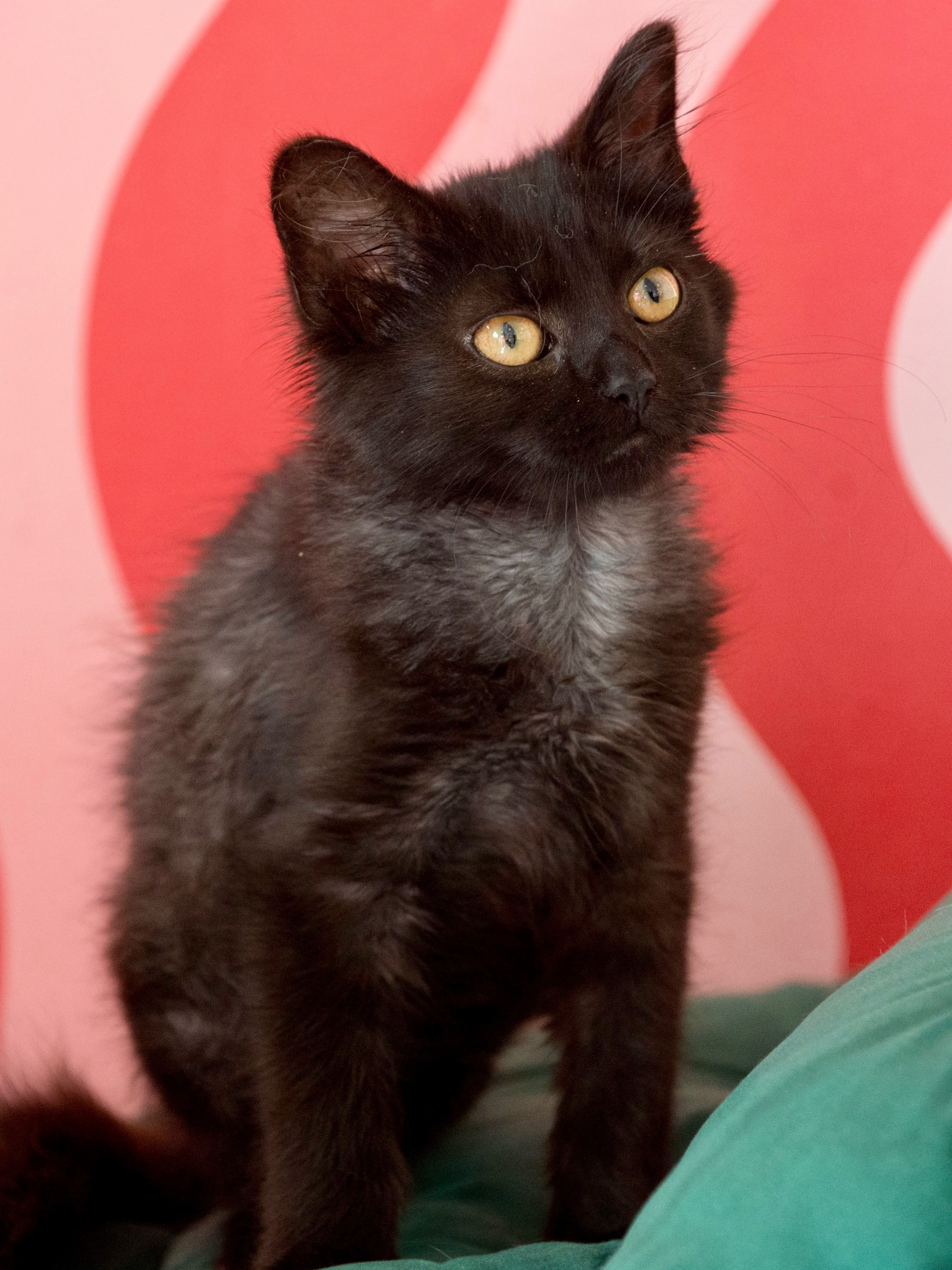 April's Kittens | Forest Park IL