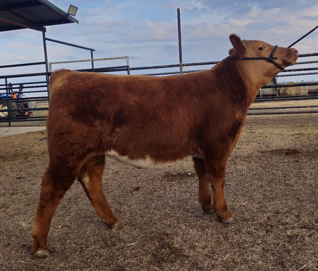 Sanders Show Cattle | Floresville TX