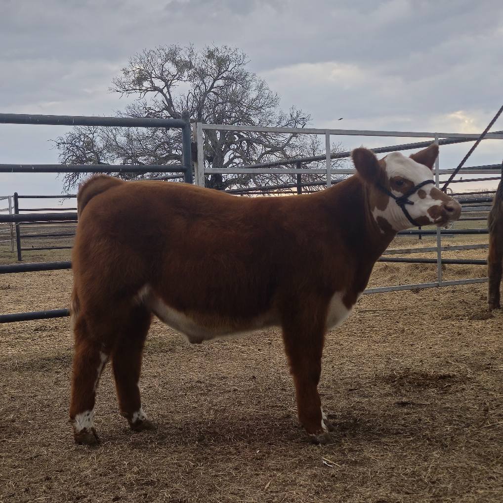 Sanders Show Cattle | Floresville TX