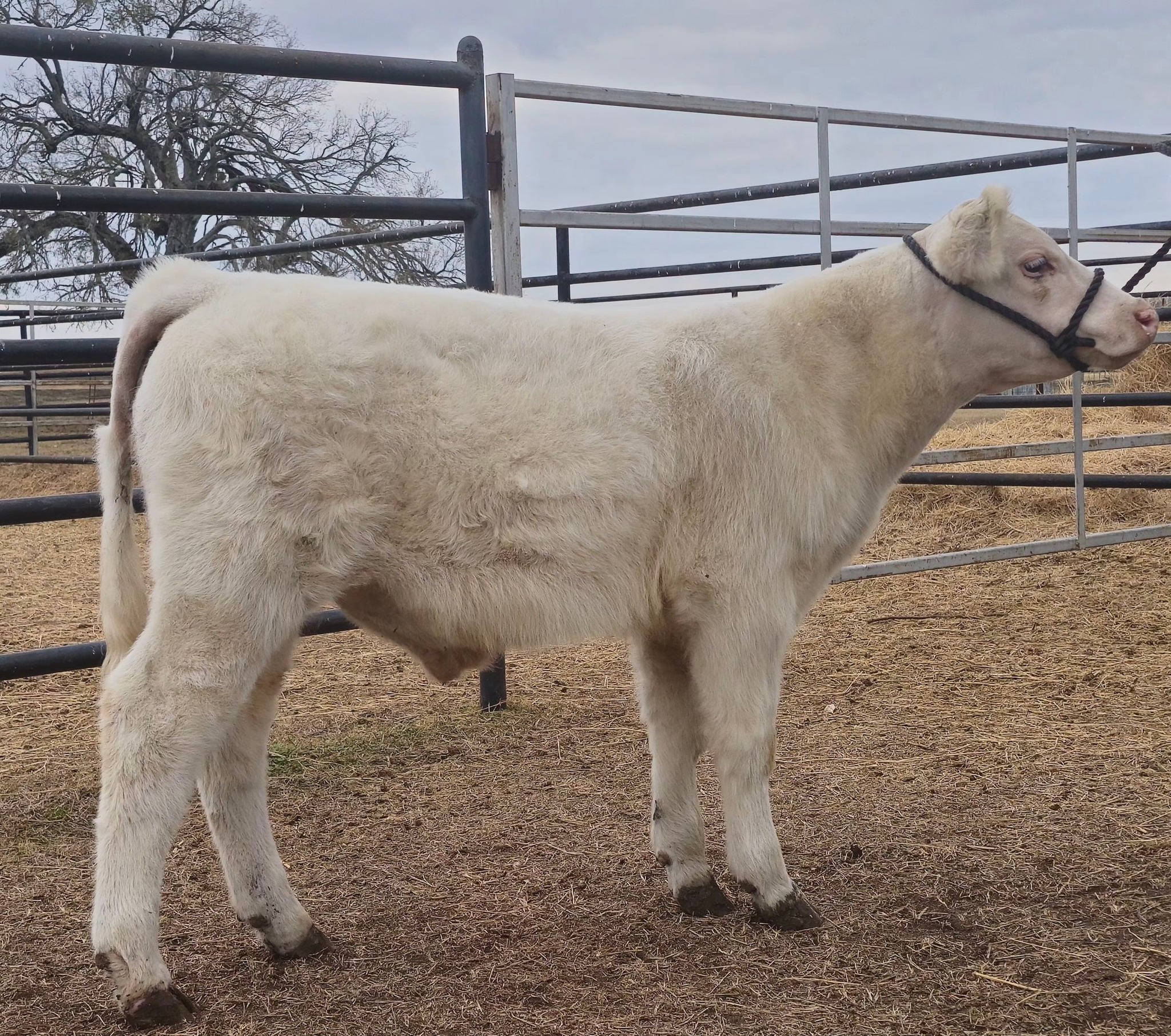 Sanders Show Cattle | Floresville TX