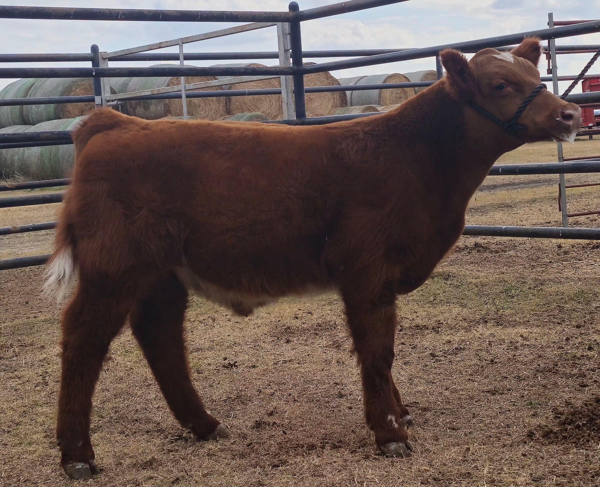 Sanders Show Cattle | Floresville TX