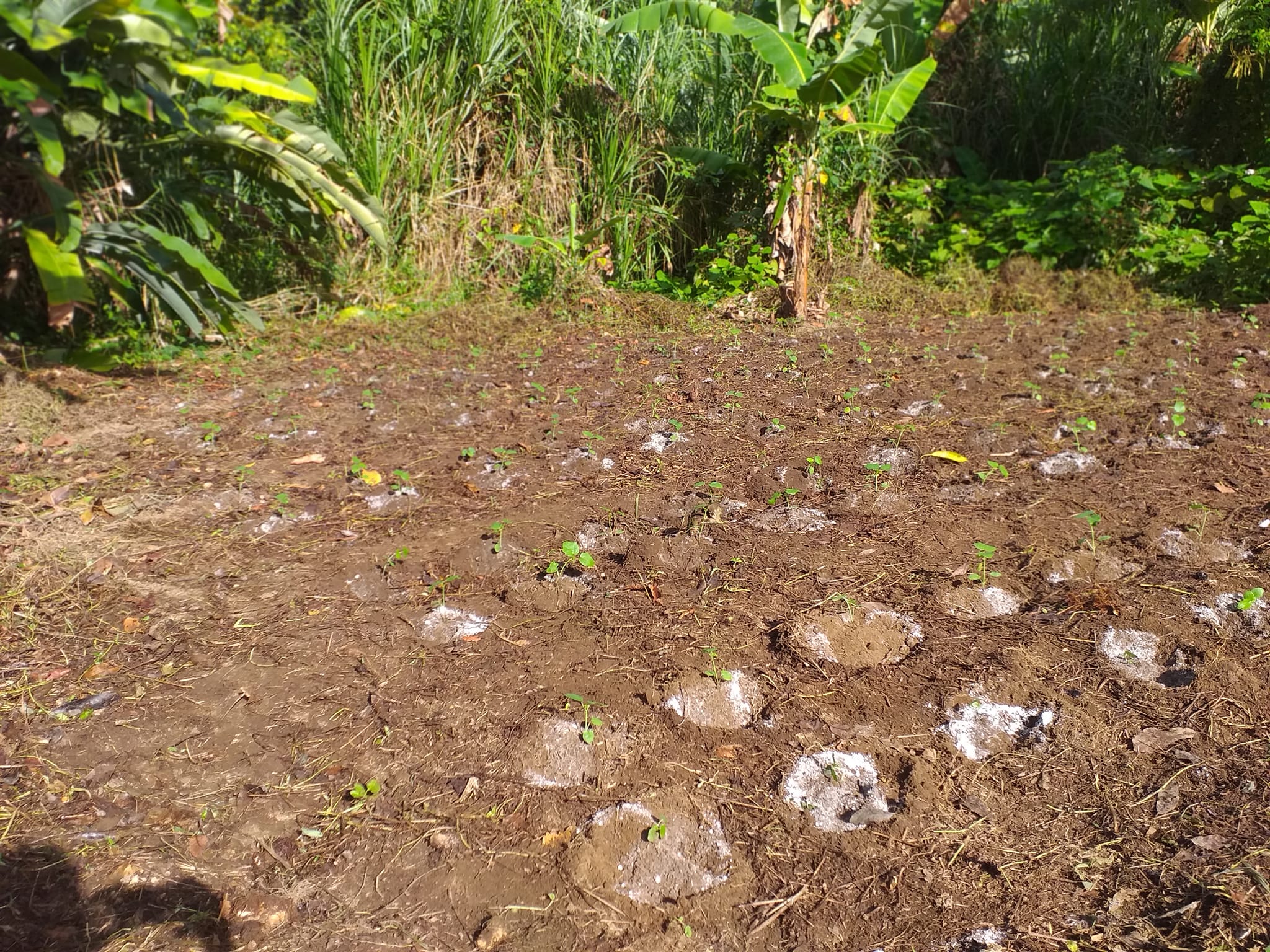 Farmer Nesta - We were waiting for the May rains and...