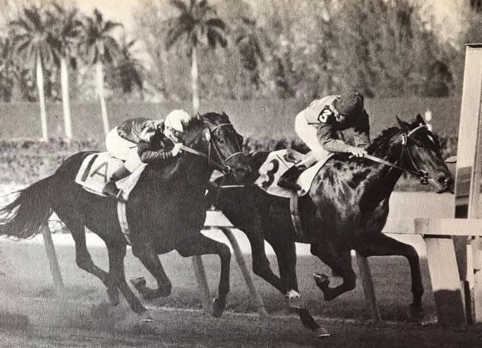 Horse - This is an original 1957 photo Bold Ruler and Eddie Arcaro ...