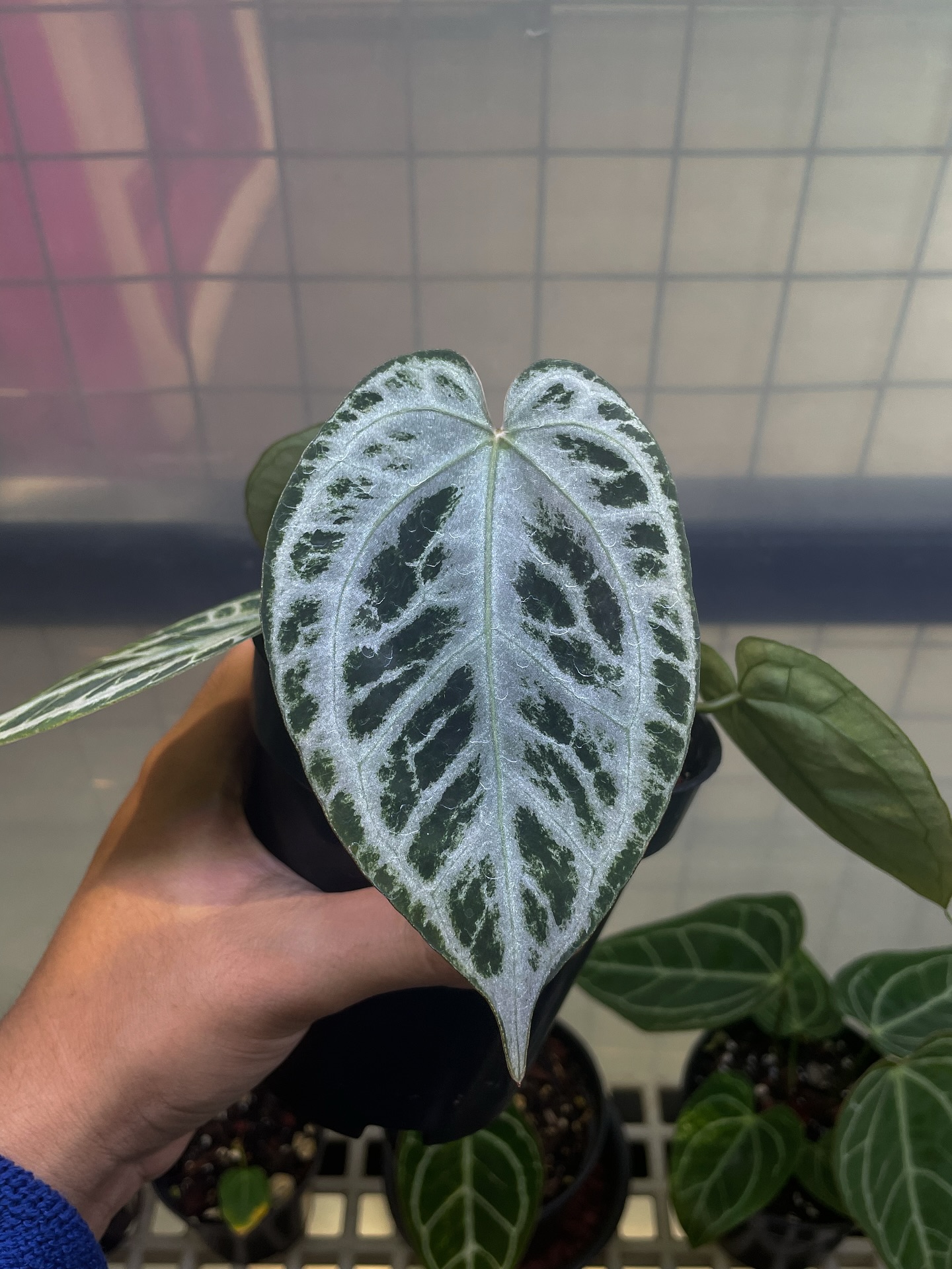 KOS HU X RED CRYSTALLINUM #anthurium #anthuriumlovers