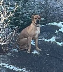 Halifax Nova Scotia Lost and Found Pets | Hammonds Plains | Facebook