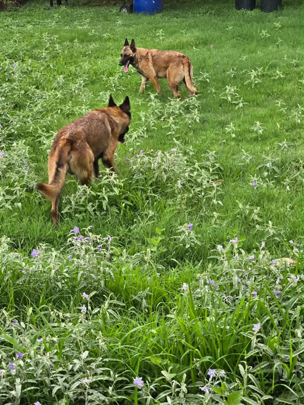 Lost German Shepherds near 67th Ave and Van Buren in Phoenix, AZ