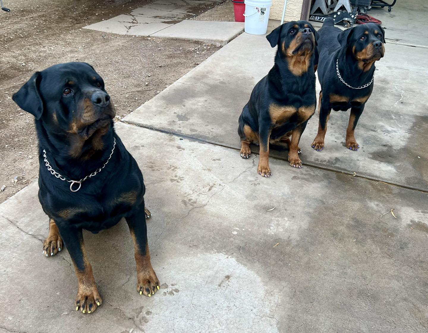 HB Rottweilers | Desert Hills AZ