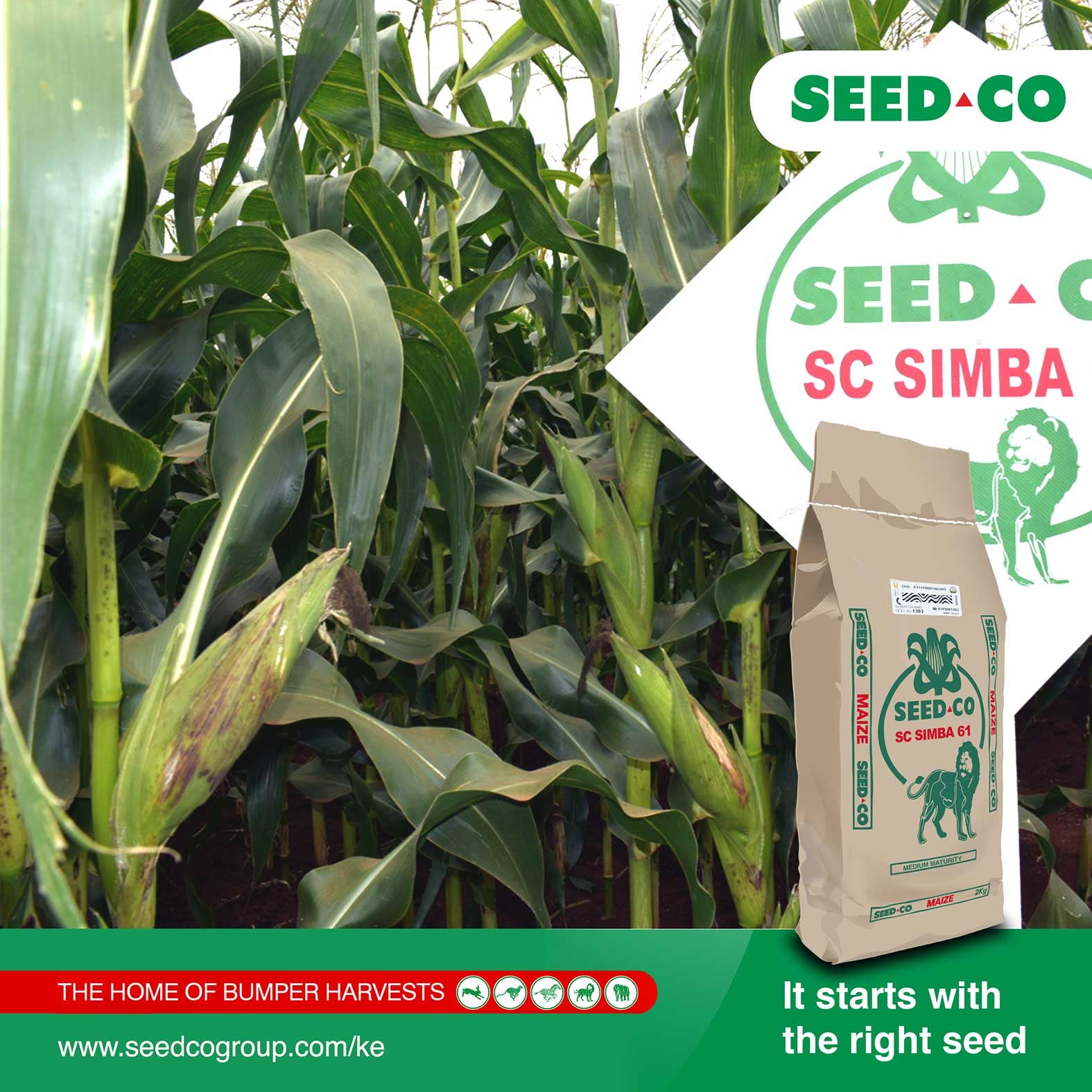 Seed Co Kenya - SC Simba 61 🌽🌽from Seed Co is a superior...