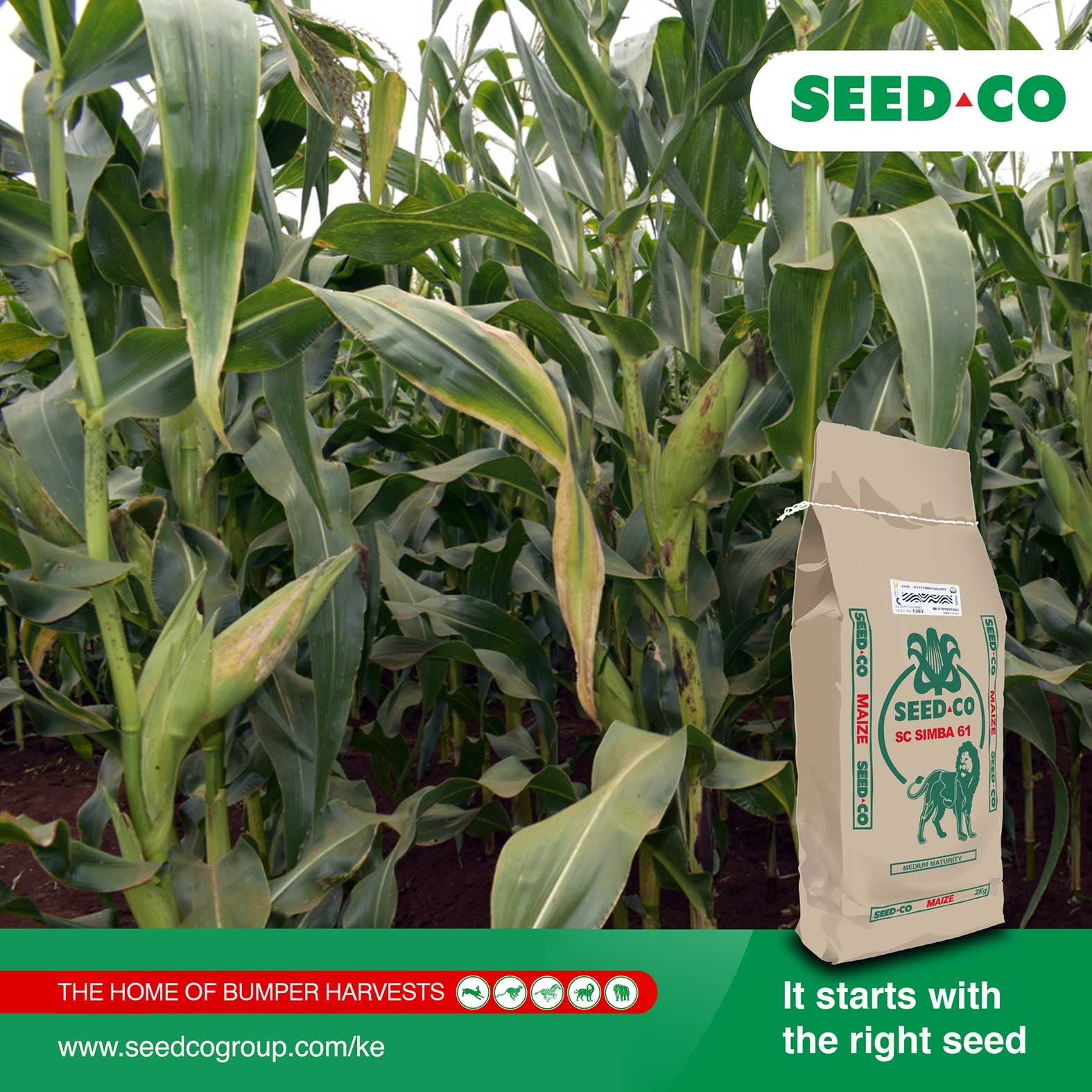 Seed Co Kenya - SC Simba 61 🌽🌽from Seed Co is a superior... | Facebook