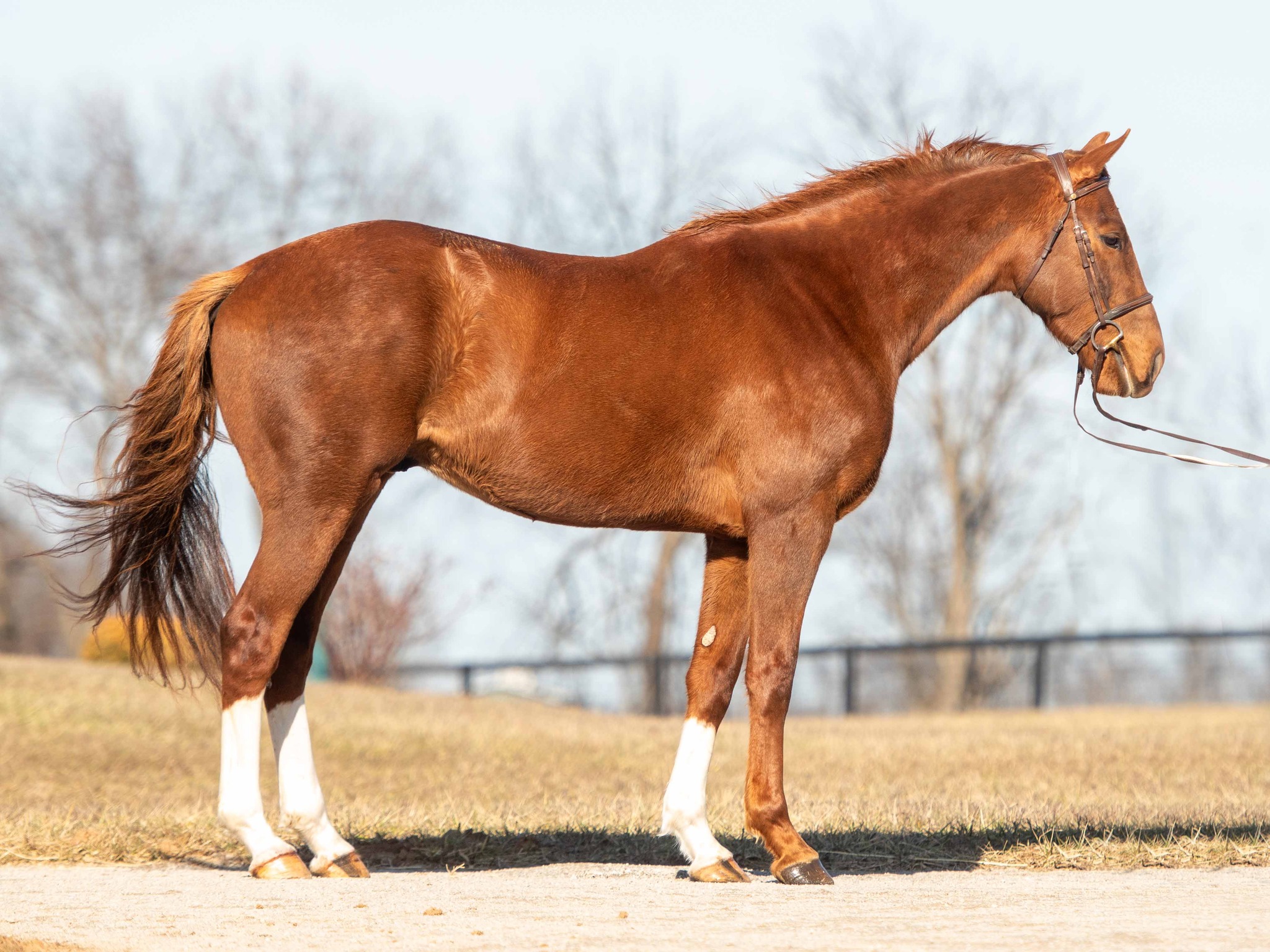 🆕 NEW ADOPTABLE... - New Vocations Racehorse Adoption Program | Facebook