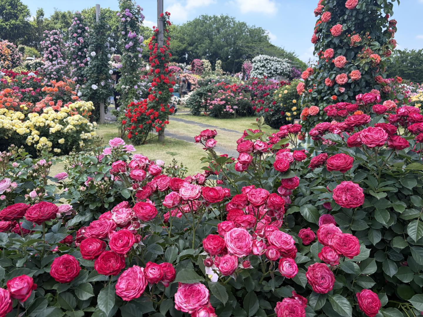 京成バラ園 - 京成バラ園 added a new photo.